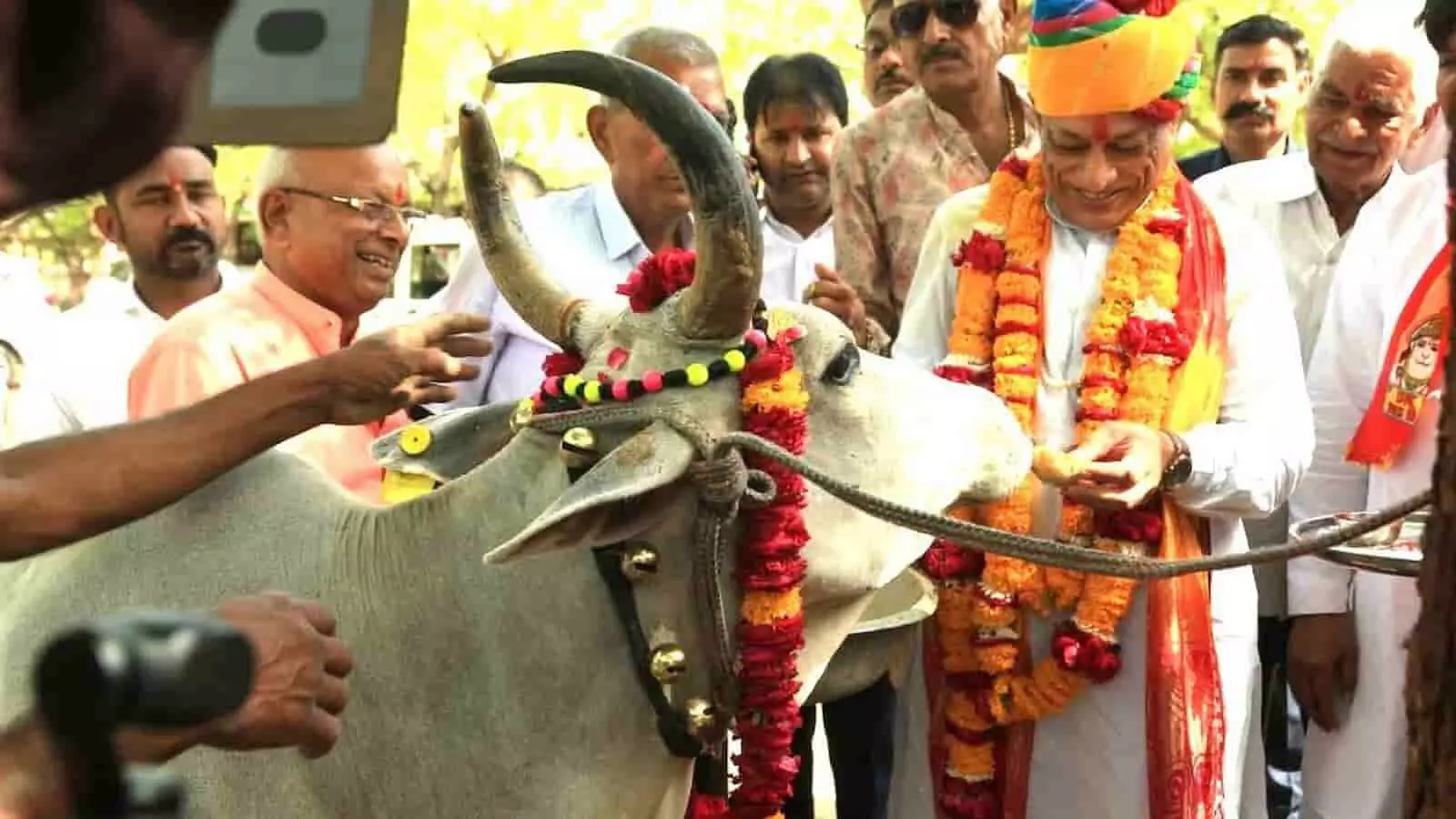 राजस्थान के कैबिनेट मंत्री जोराराम कुमावत सुमेरपुर की गौशाला में गाय को गुड़ खिला रहे हैं। राजस्थान के कैबिनेट मंत्री जोराराम कुमावत सुमेरपुर की गौशाला में गाय को गुड़ खिला रहे हैं।