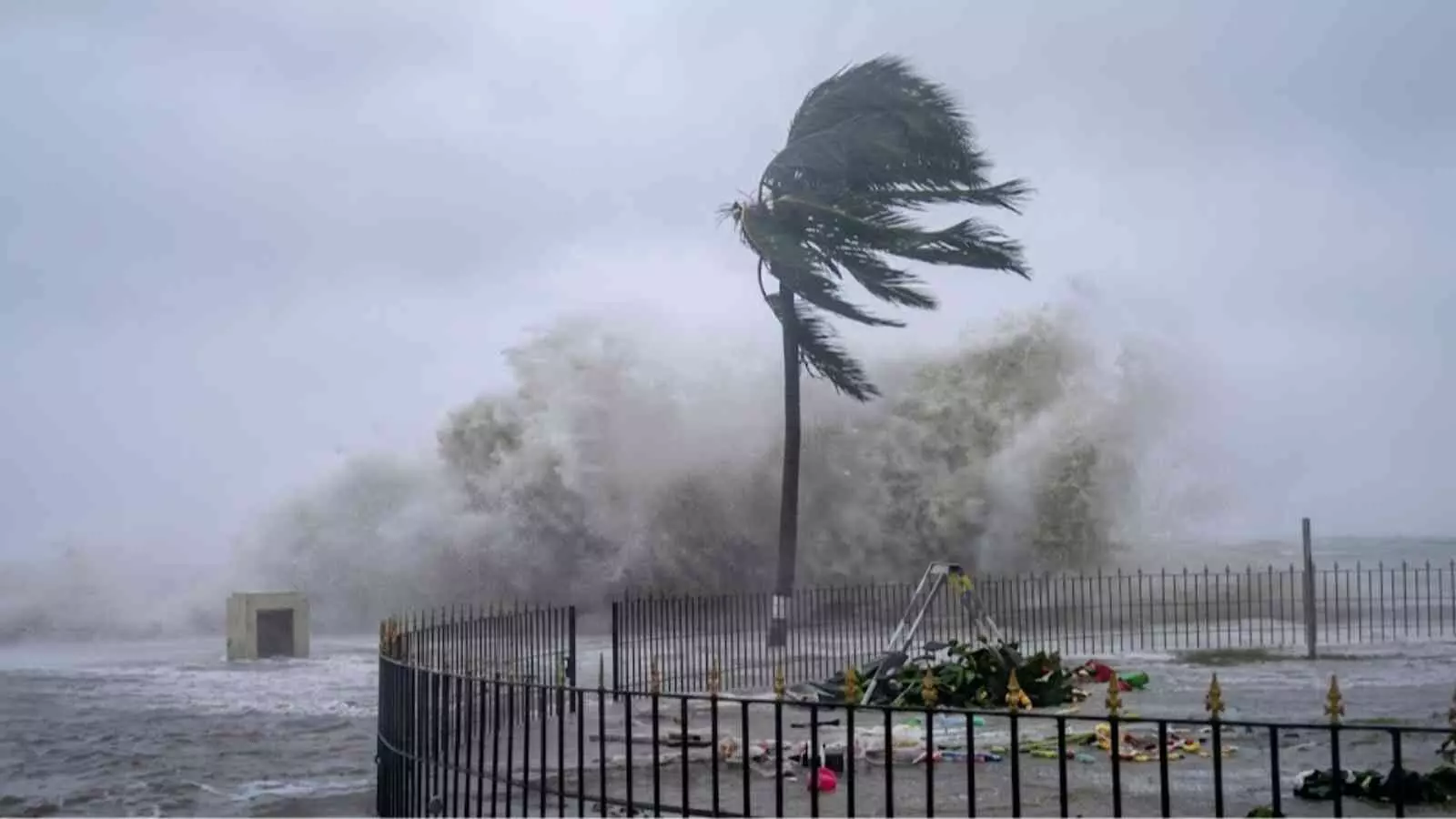 समुद्र तट के पास तेज हवाओं और ऊंची लहरों के बीच पेड़ झुकते दिख रहे हैं| समुद्र तट के पास तेज हवाओं और ऊंची लहरों के बीच पेड़ झुकते दिख रहे हैं|