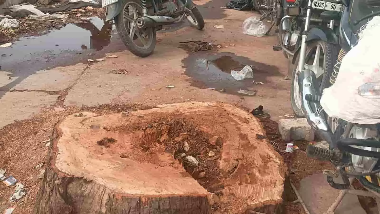 सवाई माधोपुर में सड़क किनारे कटे हुए पेड़ का तना और पास खड़ी मोटरसाइकिलें दिख रही हैं। सवाई माधोपुर में सड़क किनारे कटे हुए पेड़ का तना और पास खड़ी मोटरसाइकिलें दिख रही हैं।