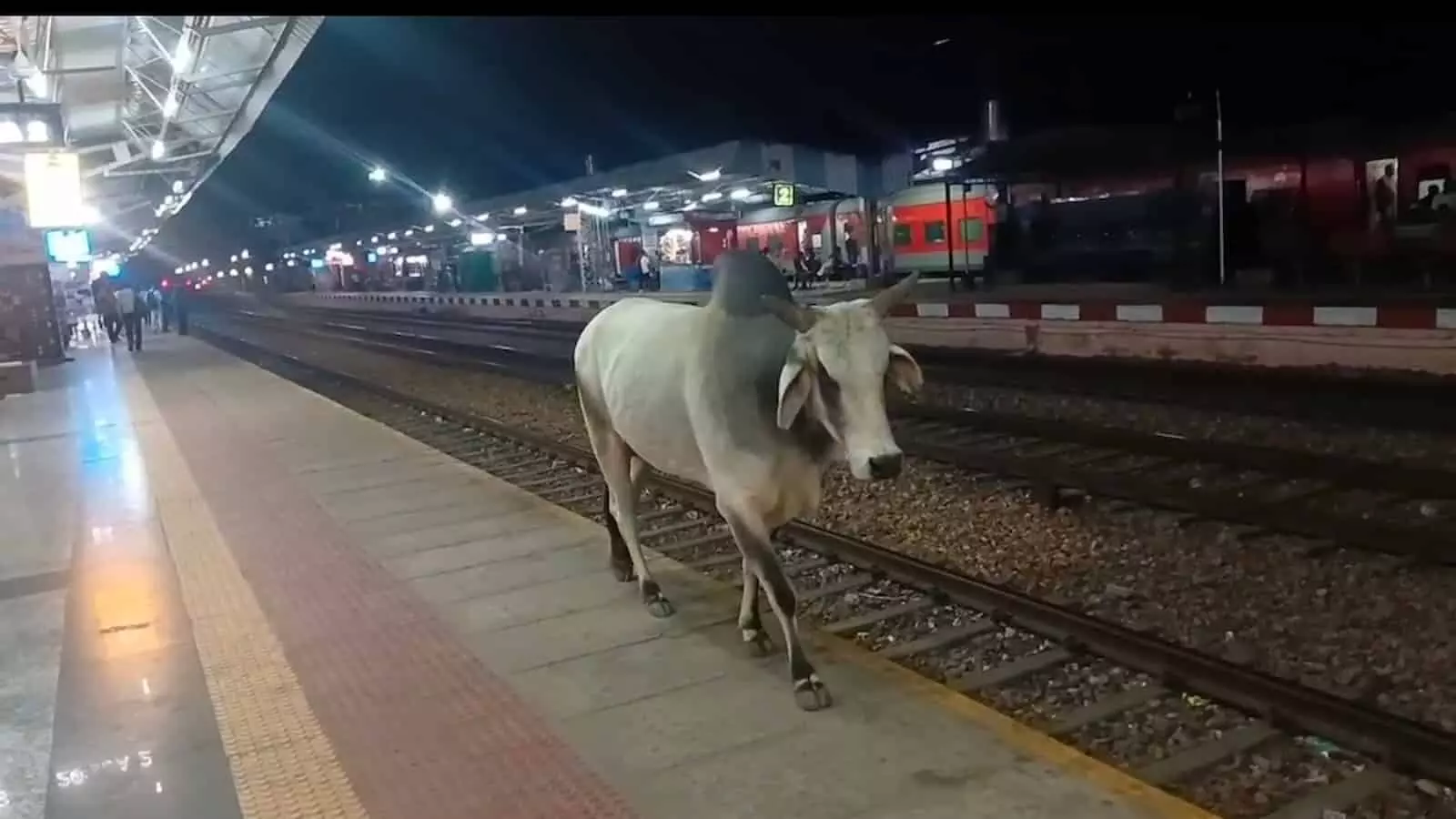 बयाना जंक्शन के प्लेटफॉर्म पर रेल पटरियों के किनारे घूमता हुआ एक आवारा सांड। बयाना जंक्शन के प्लेटफॉर्म पर रेल पटरियों के किनारे घूमता हुआ एक आवारा सांड।
