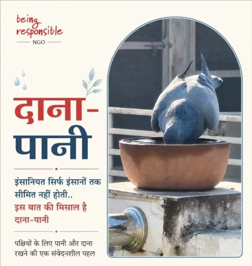 मिट्टी के पात्र से पानी पीता नीला कबूतर दाना-पानी अभियान इंदौर पहल के दौरान।