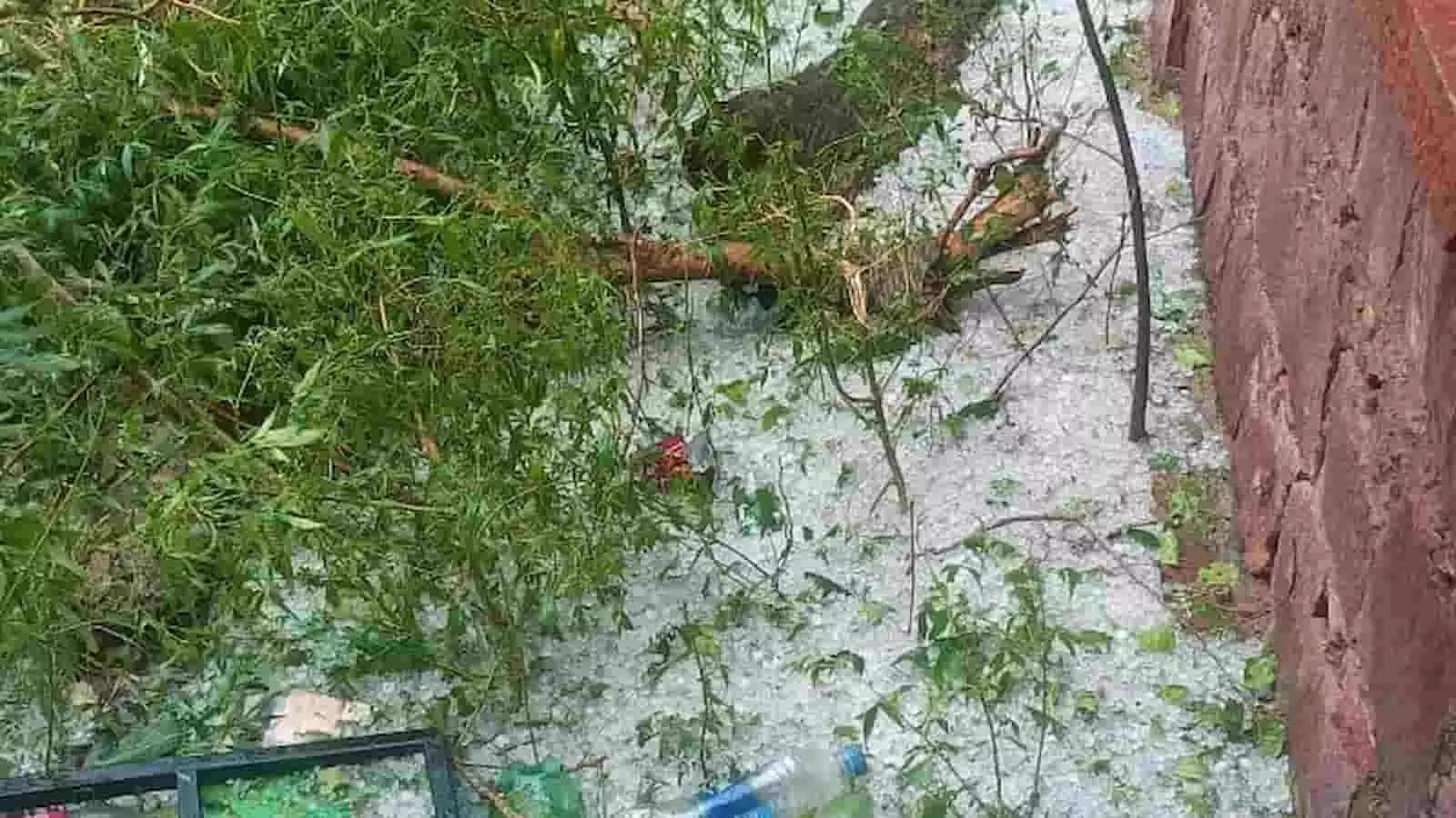 बयाना के एक घर के आंगन में भारी ओलावृष्टि के बाद जमीन पर जमा ओले और टूटी हुई टहनियां दिख रही हैं। बयाना के एक घर के आंगन में भारी ओलावृष्टि के बाद जमीन पर जमा ओले और टूटी हुई टहनियां दिख रही हैं।