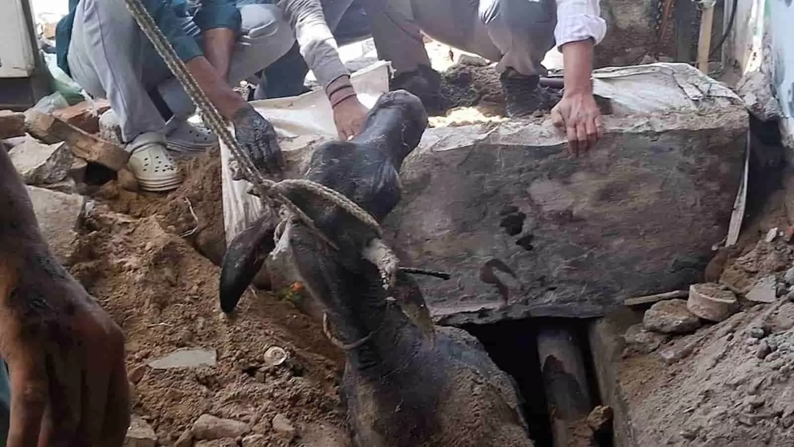 चित्तौड़गढ़ में खुले नाले के अंदर फंसे हुए सांड को रस्सी के सहारे बाहर निकालते हुए लोग। चित्तौड़गढ़ में खुले नाले के अंदर फंसे हुए सांड को रस्सी के सहारे बाहर निकालते हुए लोग।