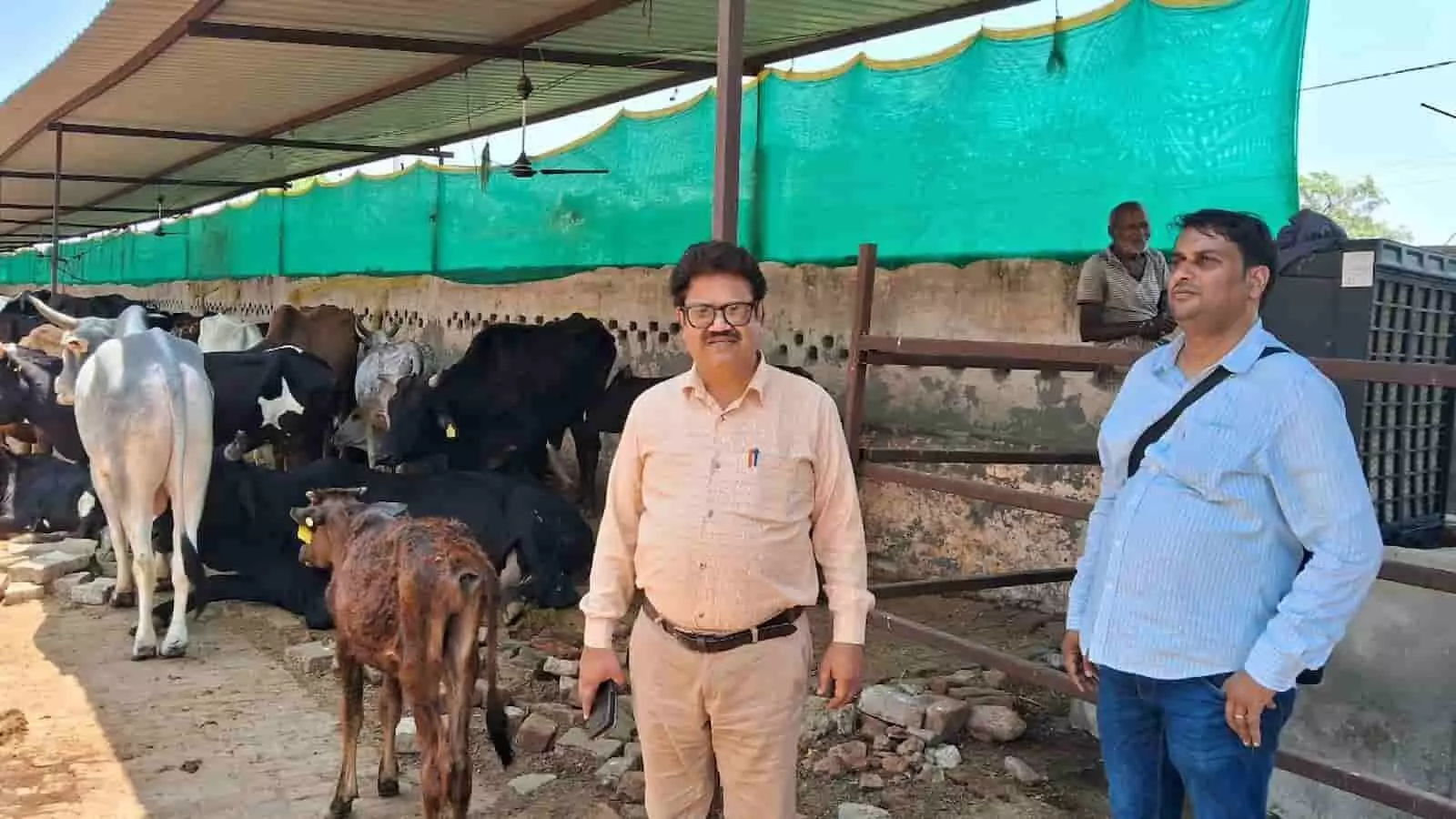 आजमनगर गौशाला में गायों के बीच खड़े होकर निरीक्षण करते बीडीओ शिव शंकर शर्मा और अन्य कर्मचारी। आजमनगर गौशाला में गायों के बीच खड़े होकर निरीक्षण करते बीडीओ शिव शंकर शर्मा और अन्य कर्मचारी।