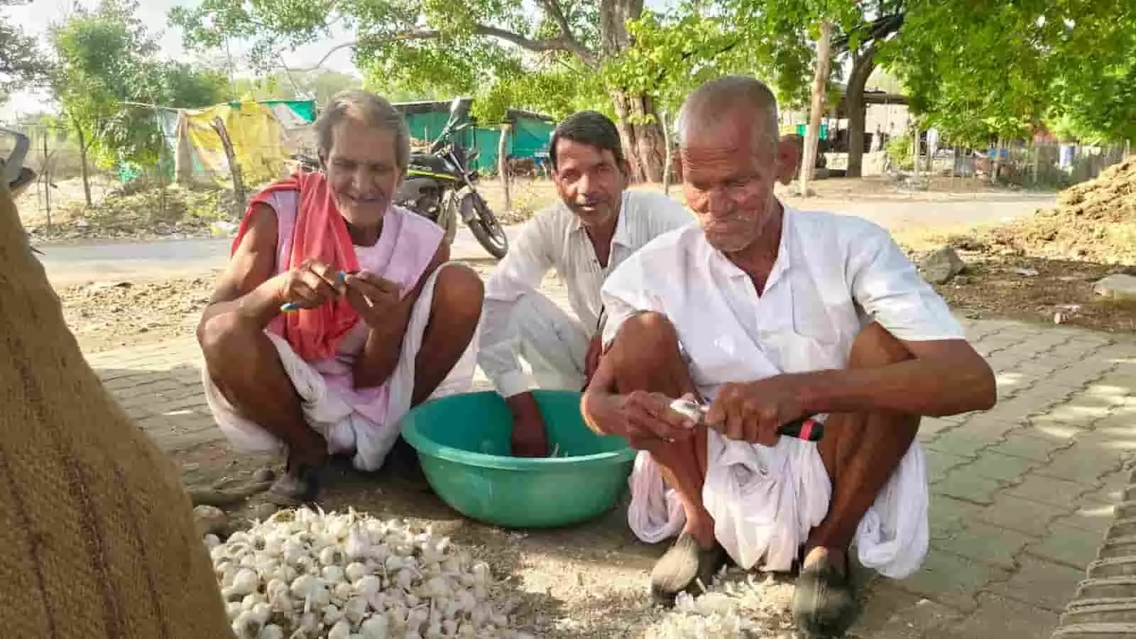रायपुर के खेजरपुर गांव में जमीन पर बैठकर लहसुन की सफाई करते हुए तीन ग्रामीण किसान। रायपुर के खेजरपुर गांव में जमीन पर बैठकर लहसुन की सफाई करते हुए तीन ग्रामीण किसान।