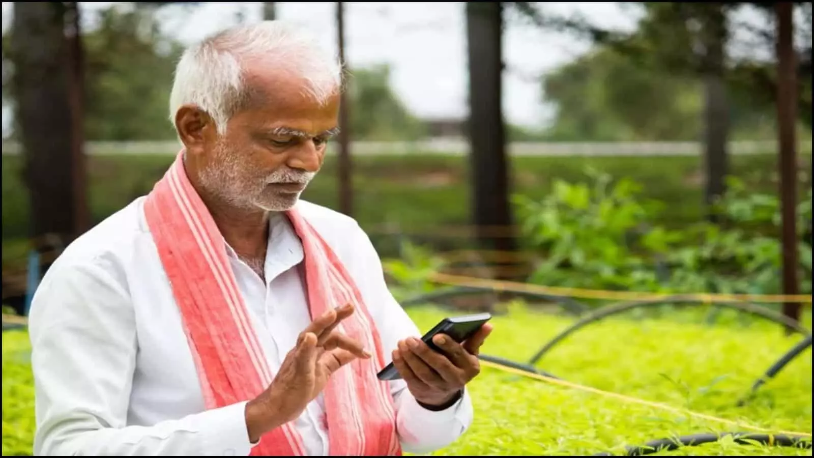 हरे-भरे खेत में हाथ में मोबाइल फोन लेकर अपनी किस्त का स्टेटस चेक करते एक बुजुर्ग किसान।