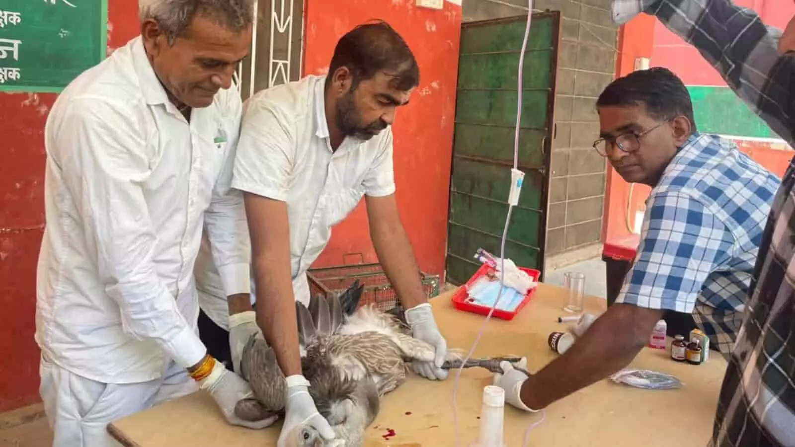 रणथम्भौर वन्यजीव चिकित्सालय में डॉक्टरों की टीम टेबल पर रखे घायल गिद्ध का इलाज कर रही है।