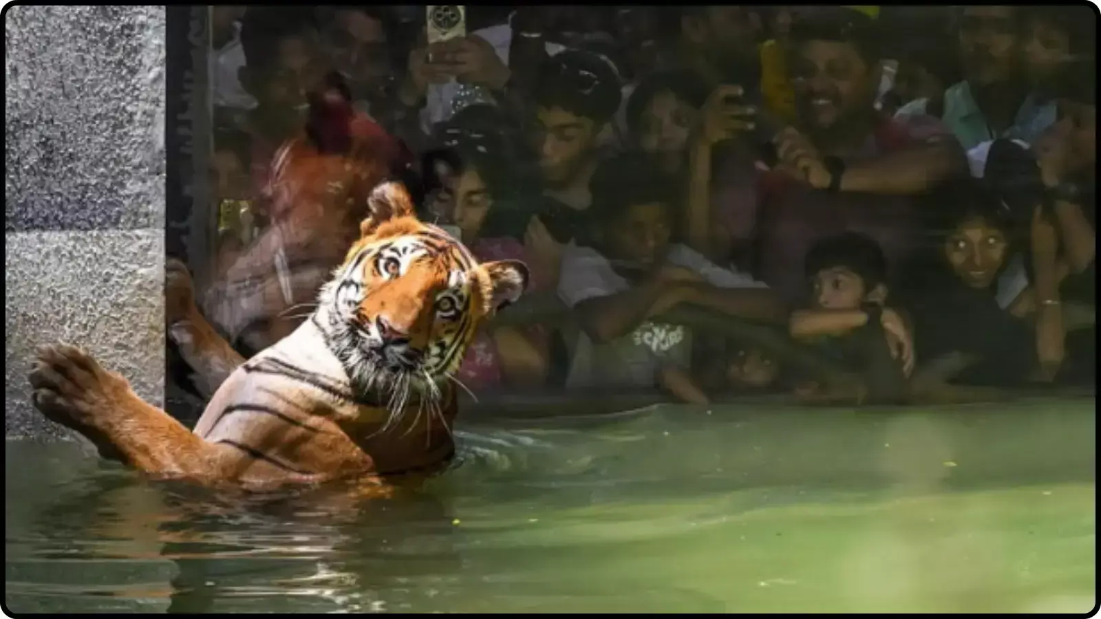 पानी के तालाब में बैठा हुआ एक बाघ और बाड़े के बाहर उसे देख रहे लोगों की भीड़। पानी के तालाब में बैठा हुआ एक बाघ और बाड़े के बाहर उसे देख रहे लोगों की भीड़।