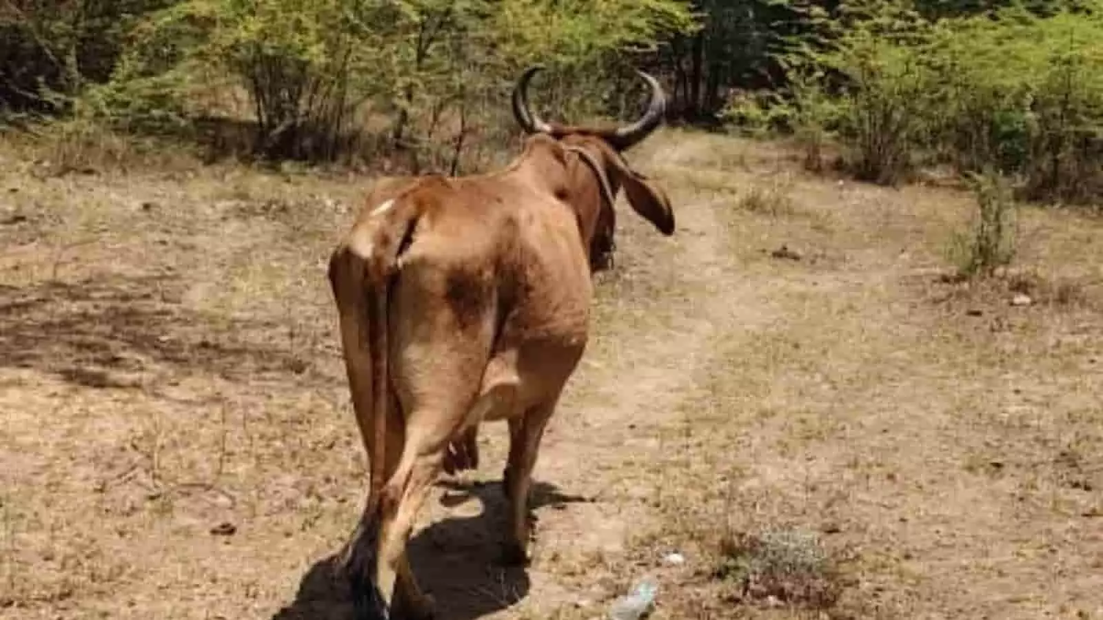 सूखे मैदान में झाड़ियों के बीच आगे की ओर चलती हुई एक सींग वाली भूरे रंग की गाय।