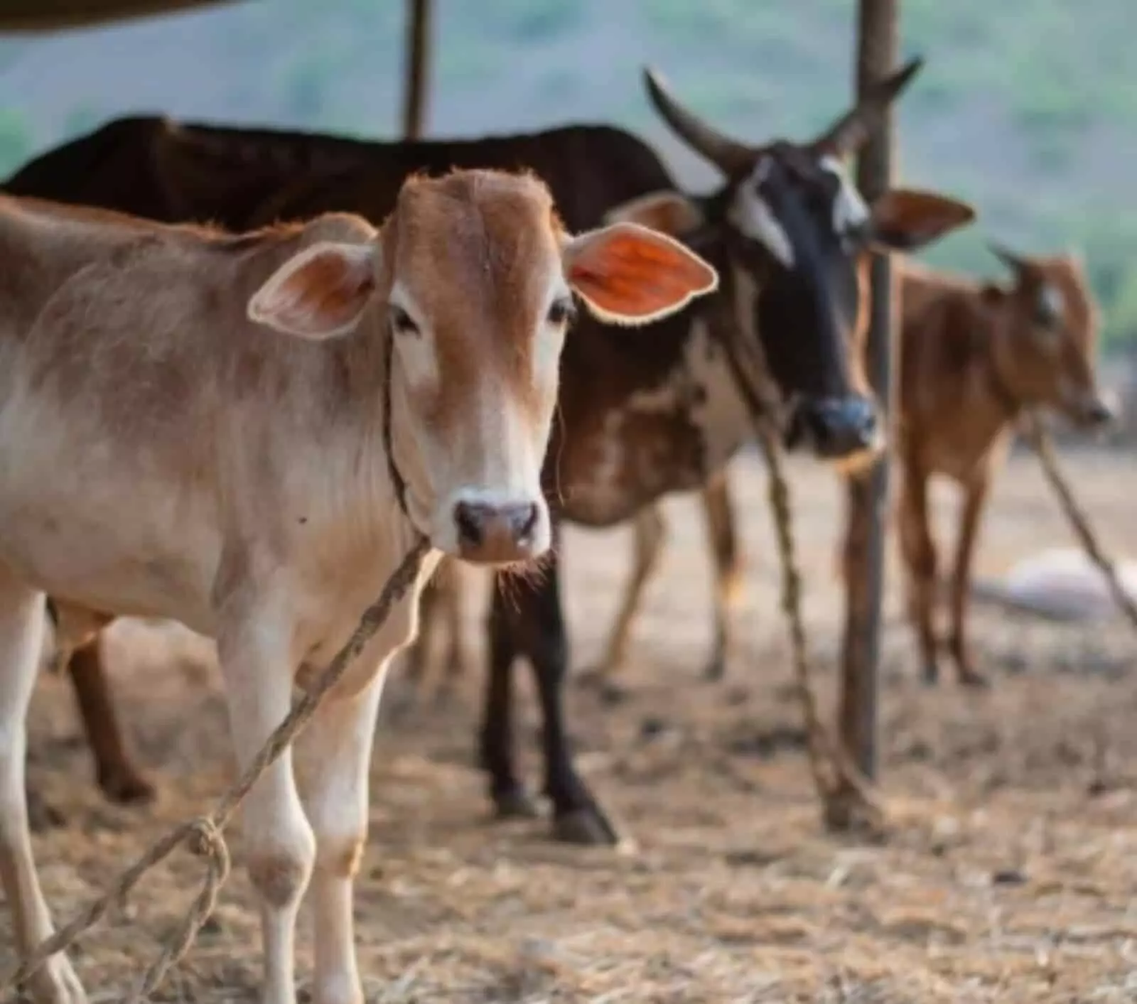 अमरावती में आजाद नगर परिसर से अपराध शाखा द्वारा मुक्त कराए गए गोवंश तबेले में रस्सी से बंधे हुए। अमरावती में आजाद नगर परिसर से अपराध शाखा द्वारा मुक्त कराए गए गोवंश तबेले में रस्सी से बंधे हुए।