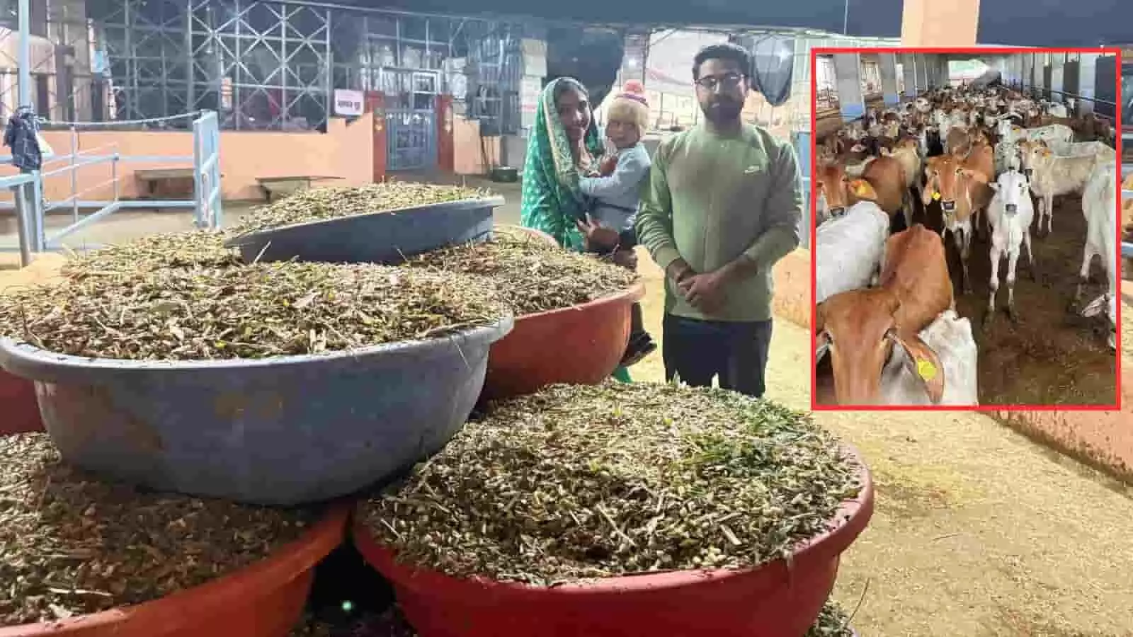गौशाला परिसर में चारा और गायों के पास खड़े लोग तथा दूसरी ओर बाड़े में बंधी गाएं गौशाला परिसर में चारा और गायों के पास खड़े लोग तथा दूसरी ओर बाड़े में बंधी गाएं