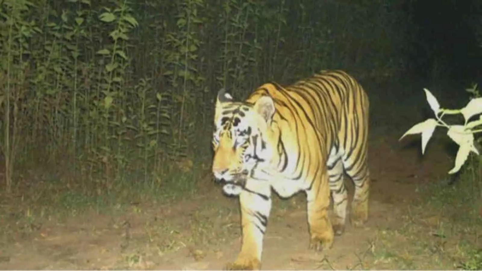 रात के समय जंगल के रास्ते पर चलती हुई एक बाघिन उदंती सीतानदी टाइगर रिजर्व में दिखाई दे रही है।