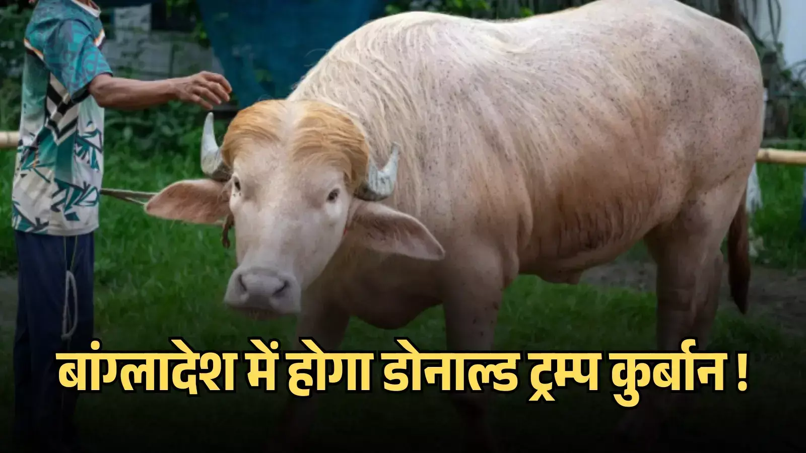 फार्म के अंदर बंधा हुआ गुलाबी त्वचा और सुनहरे बालों वाला एक दुर्लभ अल्बिनो भैंसा। फार्म के अंदर बंधा हुआ गुलाबी त्वचा और सुनहरे बालों वाला एक दुर्लभ अल्बिनो भैंसा।