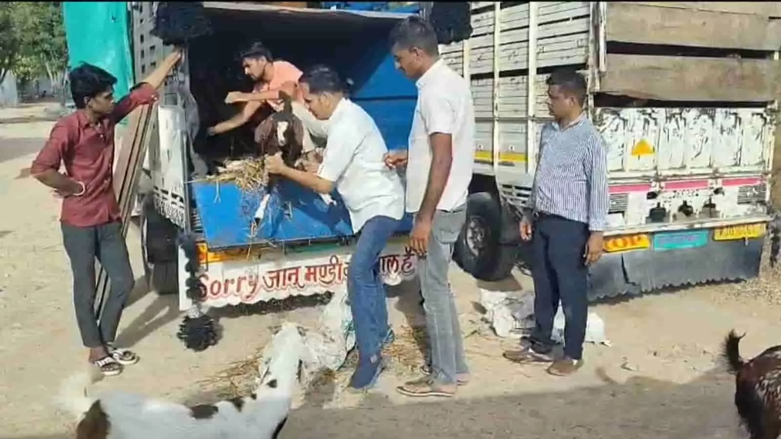 वाहन में बकरों को सुरक्षित रूप से चढ़ाते हुए जीव दया प्रेमी कार्यकर्ता ब्यावर वाहन में बकरों को सुरक्षित रूप से चढ़ाते हुए जीव दया प्रेमी कार्यकर्ता ब्यावर