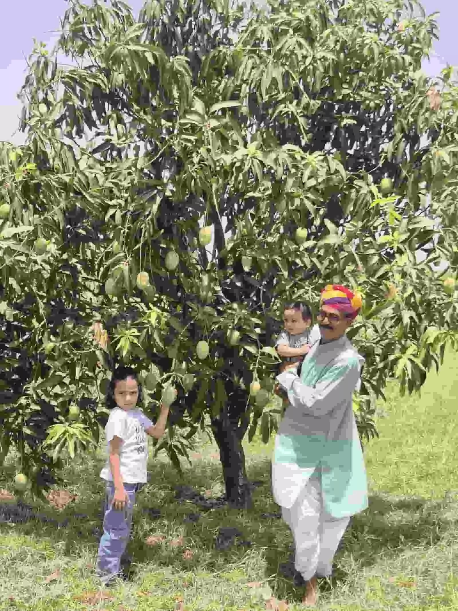 सवाई माधोपुर के किसान रामसिंह मीणा अपने आम के बगीचे में खेती के नवाचार दिखाते हुए। सवाई माधोपुर के किसान रामसिंह मीणा अपने आम के बगीचे में खेती के नवाचार दिखाते हुए।