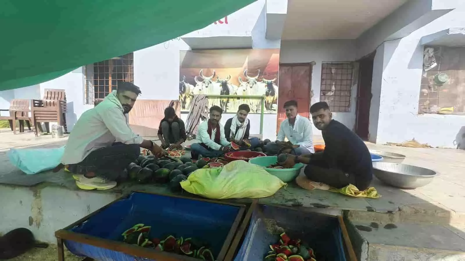 संगेसरा की नंदेश्वर गौशाला में युवा ब्रिगेड के कार्यकर्ता गायों के लिए तरबूज काटते हुए।