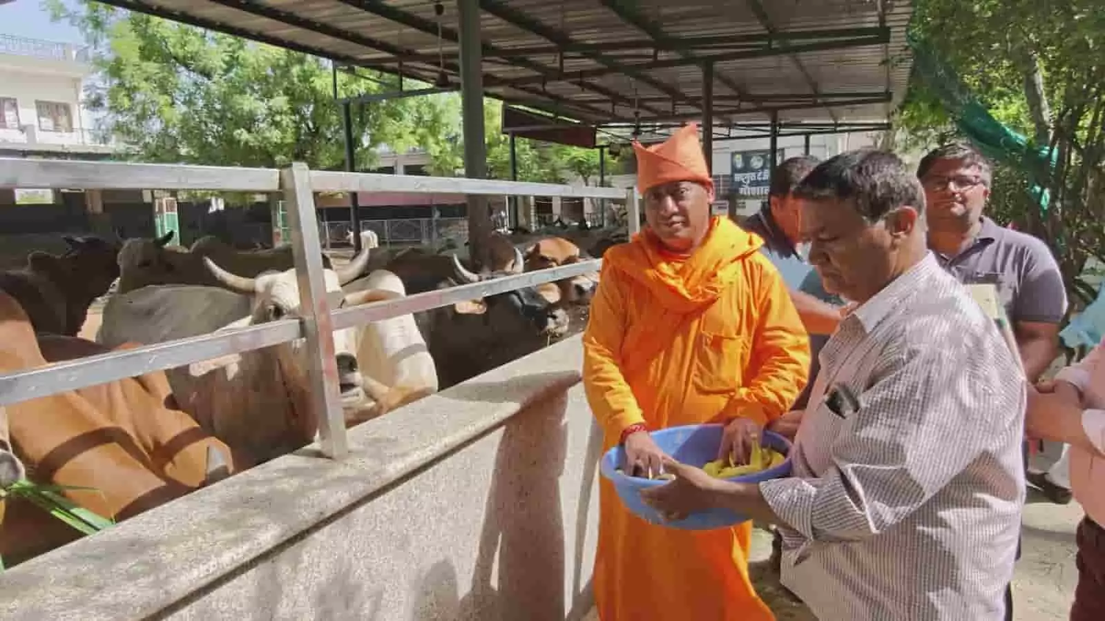 जयपुर की सतगुरु टेऊराम गौशाला में कमला एकादशी पर गायों को फल खिलाते स्वामी मोहन प्रकाश जी महाराज। जयपुर की सतगुरु टेऊराम गौशाला में कमला एकादशी पर गायों को फल खिलाते स्वामी मोहन प्रकाश जी महाराज।