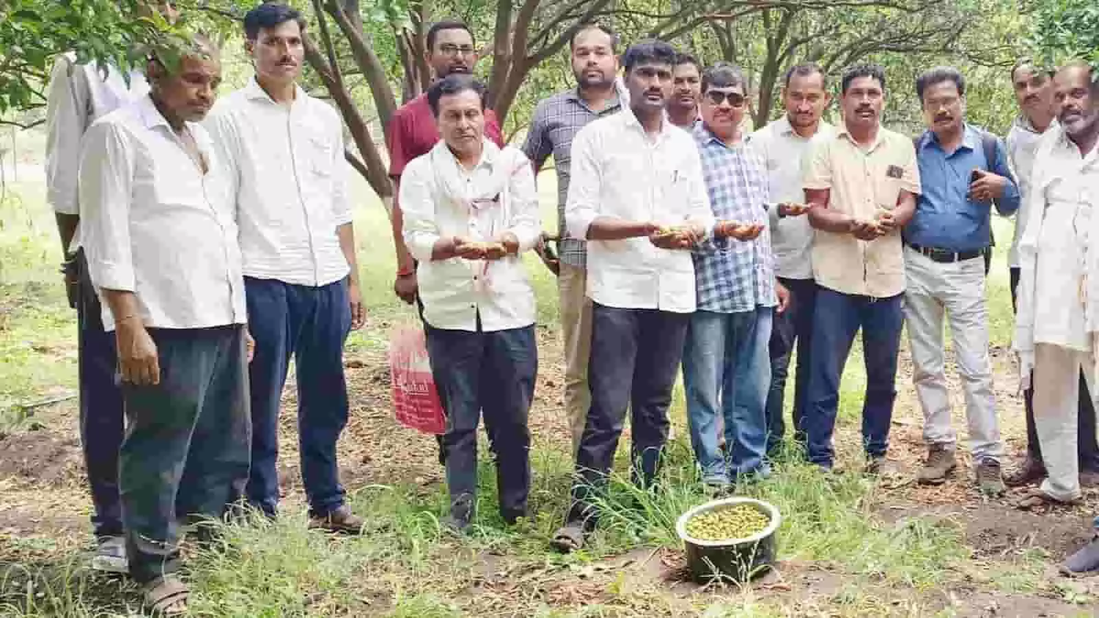 मोर्शी के संतरा बागान में सूखे संतरे हाथ में लेकर प्रदर्शन करते किसान मोर्शी के संतरा बागान में सूखे संतरे हाथ में लेकर प्रदर्शन करते किसान