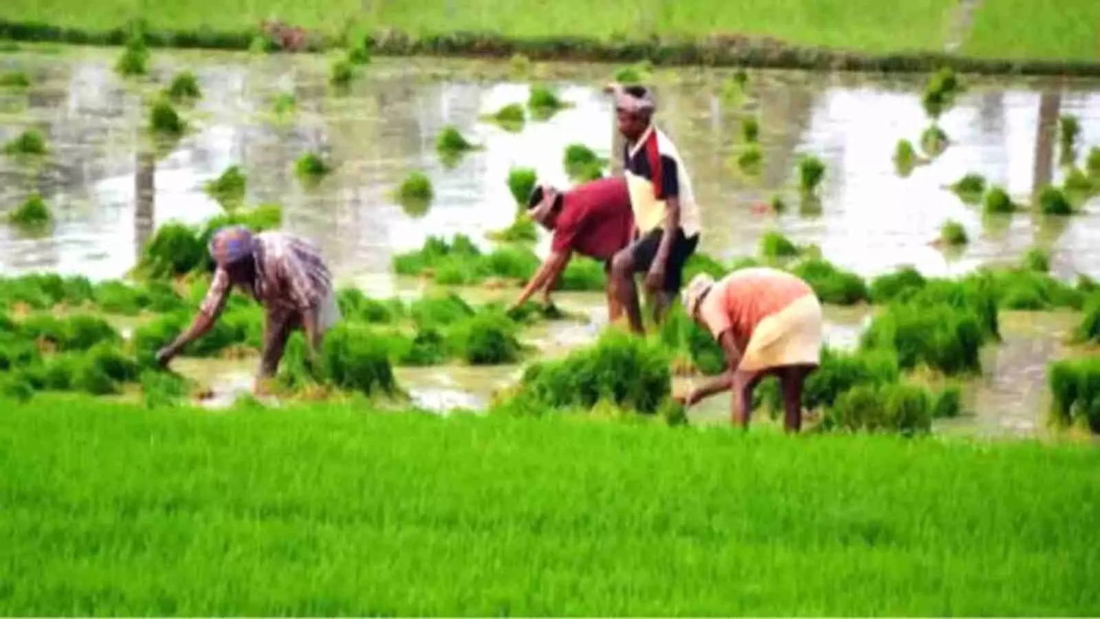 पानी से भरे हरे-भरे खेत में झुककर धान के पौधों की रोपाई करते हुए चार भारतीय किसान। पानी से भरे हरे-भरे खेत में झुककर धान के पौधों की रोपाई करते हुए चार भारतीय किसान।