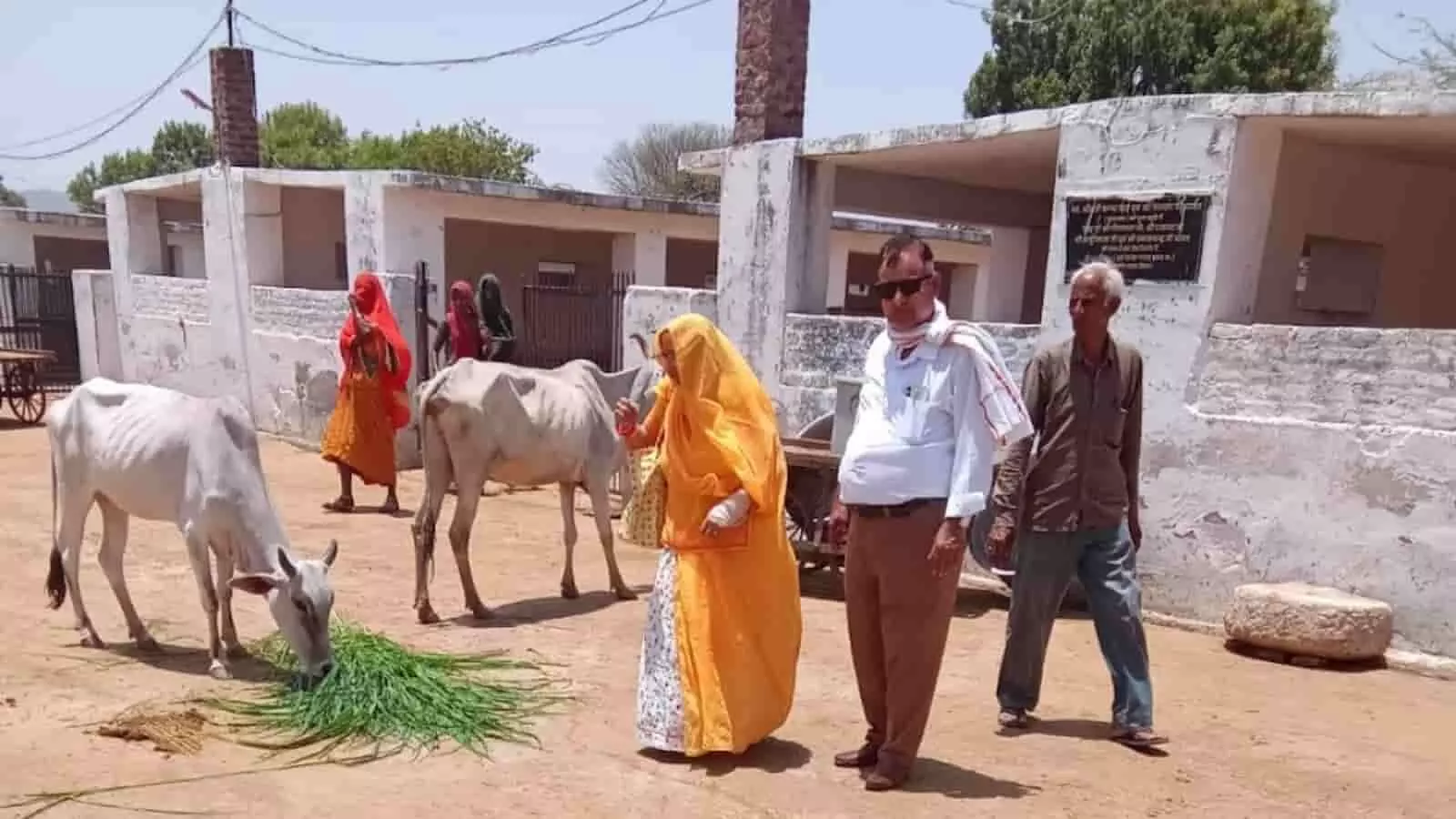 जयसिंह श्याम गोशाला में हरी घास खाती गायें और पुण्यतिथि पर गोसेवा करते लक्ष्मण सिंह चुंडावत व अन्य लोग। जयसिंह श्याम गोशाला में हरी घास खाती गायें और पुण्यतिथि पर गोसेवा करते लक्ष्मण सिंह चुंडावत व अन्य लोग।