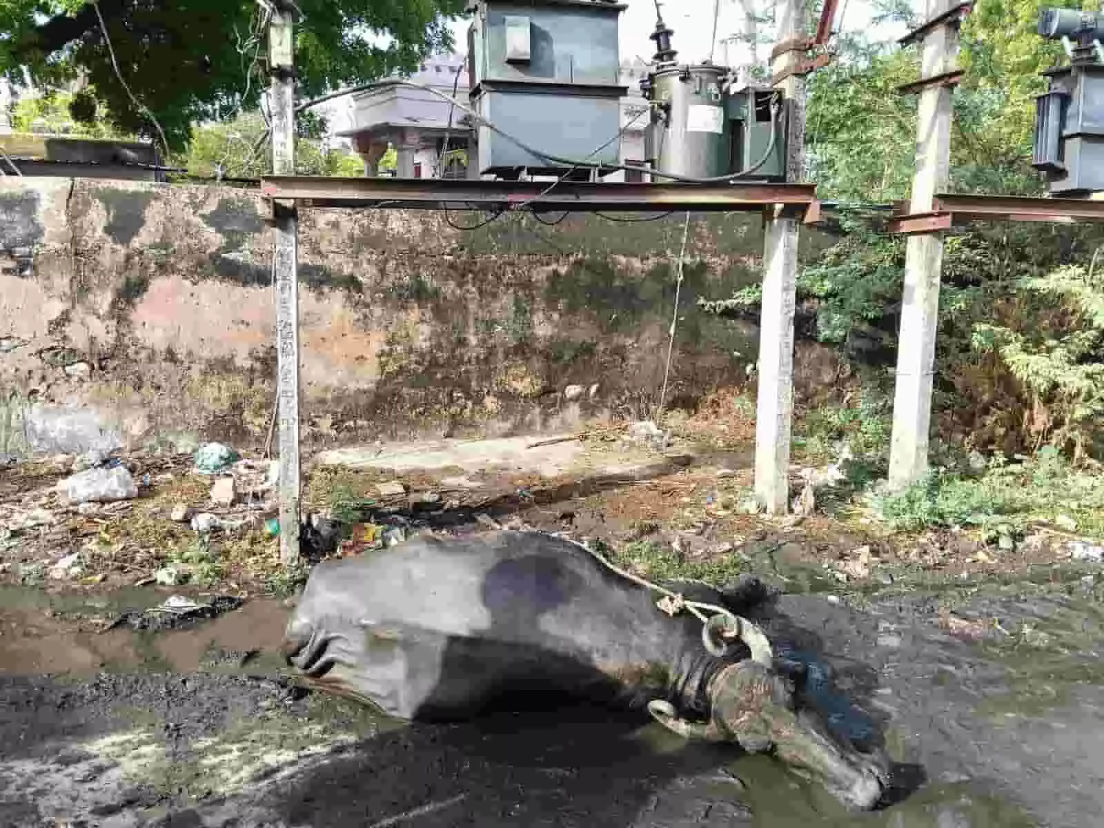बिजली के ट्रांसफॉर्मर के नीचे जमीन पर मृत पड़ी भैंस जो राजसमंद के पछमता गांव में करंट हादसे का शिकार हुई है। बिजली के ट्रांसफॉर्मर के नीचे जमीन पर मृत पड़ी भैंस जो राजसमंद के पछमता गांव में करंट हादसे का शिकार हुई है।