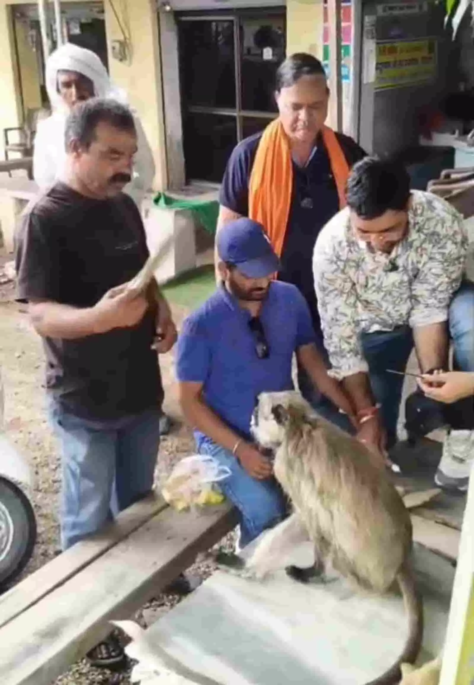 घायल बंदर का प्राथमिक उपचार करते हुए गौसेवक और स्थानीय लोग केलवा में दिखाई दे रहे हैं। घायल बंदर का प्राथमिक उपचार करते हुए गौसेवक और स्थानीय लोग केलवा में दिखाई दे रहे हैं।