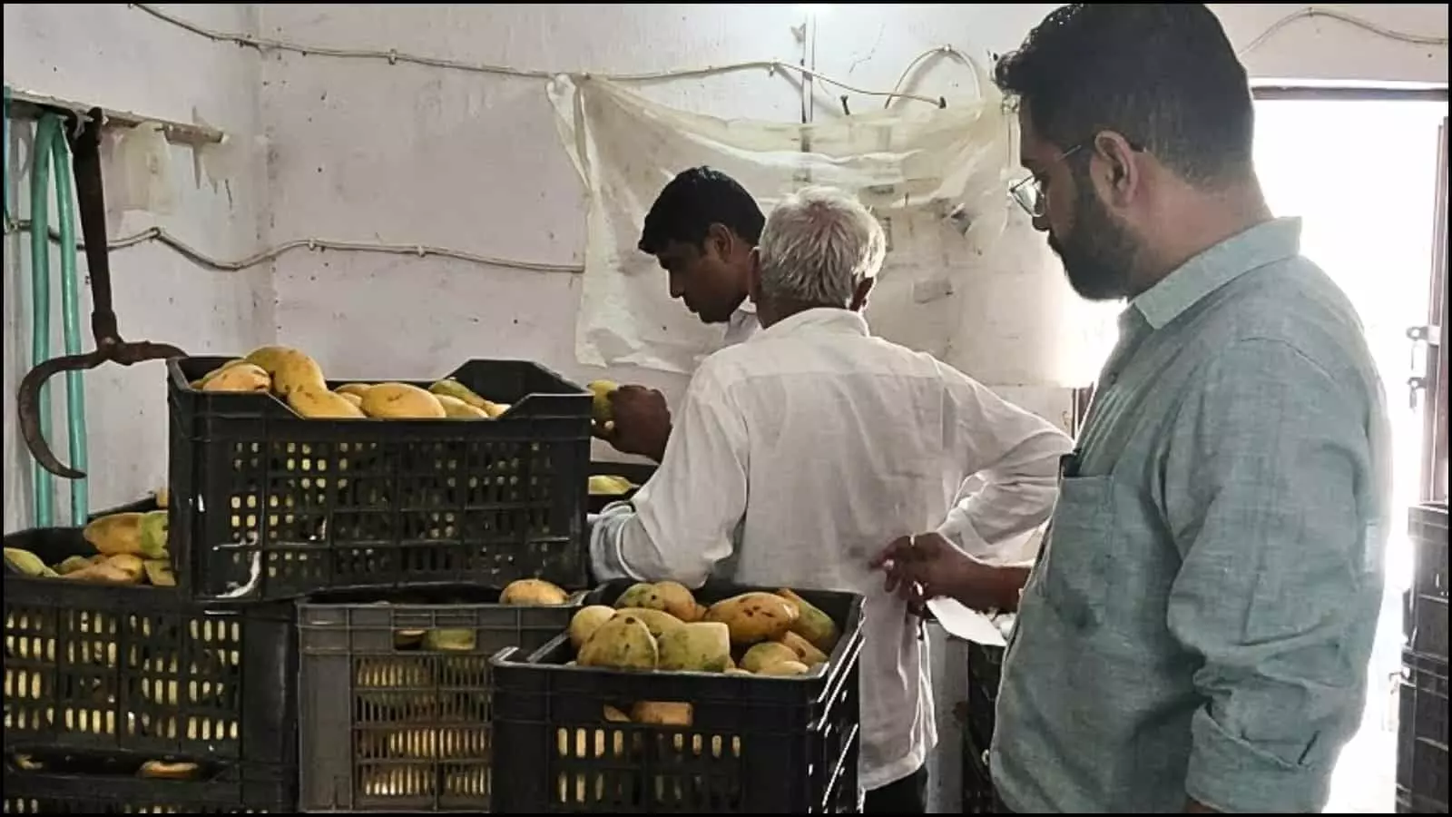 कमरे में रखी प्लास्टिक क्रेटों में भरे आमों की जांच करते हुए अधिकारी और कर्मचारी दिखाई दे रहे हैं।