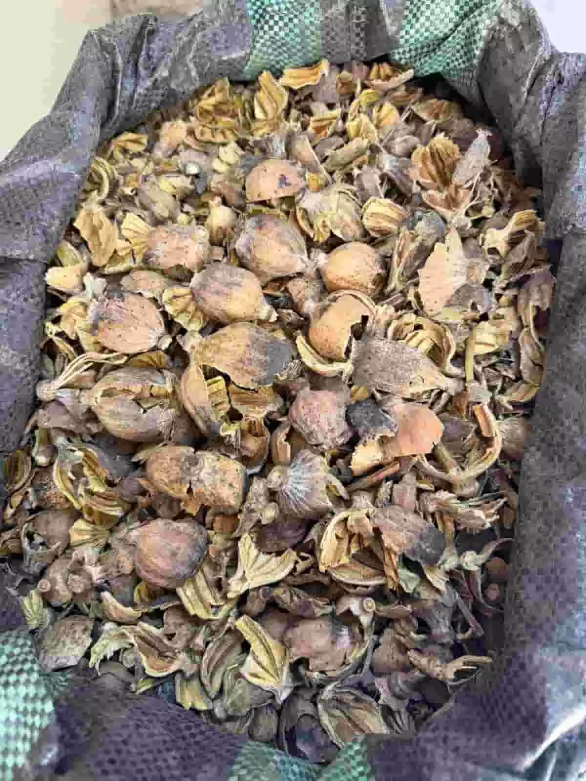 प्लास्टिक के बोरे में भरा हुआ अवैध डोडा चूरा चित्तौड़गढ़ के बेगूं में नारकोटिक्स ब्यूरो की छापेमारी के दौरान दिखाई दे रहा है। प्लास्टिक के बोरे में भरा हुआ अवैध डोडा चूरा चित्तौड़गढ़ के बेगूं में नारकोटिक्स ब्यूरो की छापेमारी के दौरान दिखाई दे रहा है।