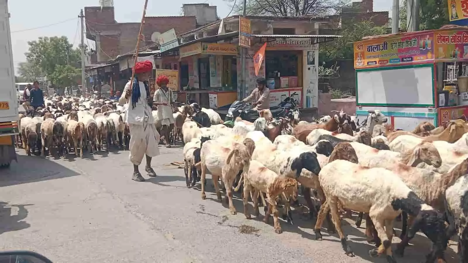 सड़क पर पैदल चलते पारंपरिक लाल साफा पहने चरवाहे और भेड़-बकरियों का झुंड आकोला कस्बे में दिखाई दे रहा है। सड़क पर पैदल चलते पारंपरिक लाल साफा पहने चरवाहे और भेड़-बकरियों का झुंड आकोला कस्बे में दिखाई दे रहा है।