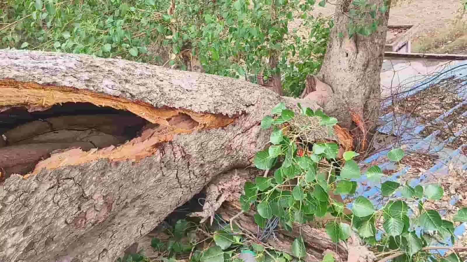 बयाना के बामडा हनुमान मंदिर की नीली छत पर गिरा हुआ विशालकाय पुराना पीपल का पेड़ दिख रहा है।
