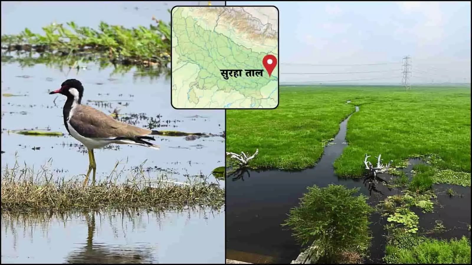 आर्द्रभूमि में खड़ा एक पक्षी और जलाशय का दृश्य जिसके ऊपरी हिस्से में उत्तर प्रदेश का मानचित्र इनसेट के रूप में प्रदर्शित है।