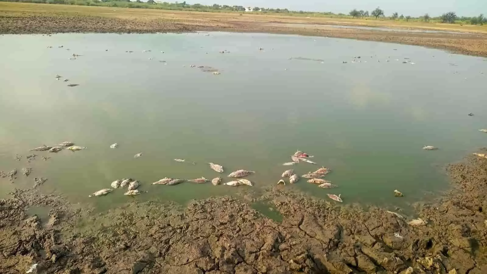 पोटलां तालाब में मृत मछलियां भीलवाड़ा जिले में प्रदूषण और प्रशासनिक लापरवाही को दर्शाती हैं। पोटलां तालाब में मृत मछलियां भीलवाड़ा जिले में प्रदूषण और प्रशासनिक लापरवाही को दर्शाती हैं।