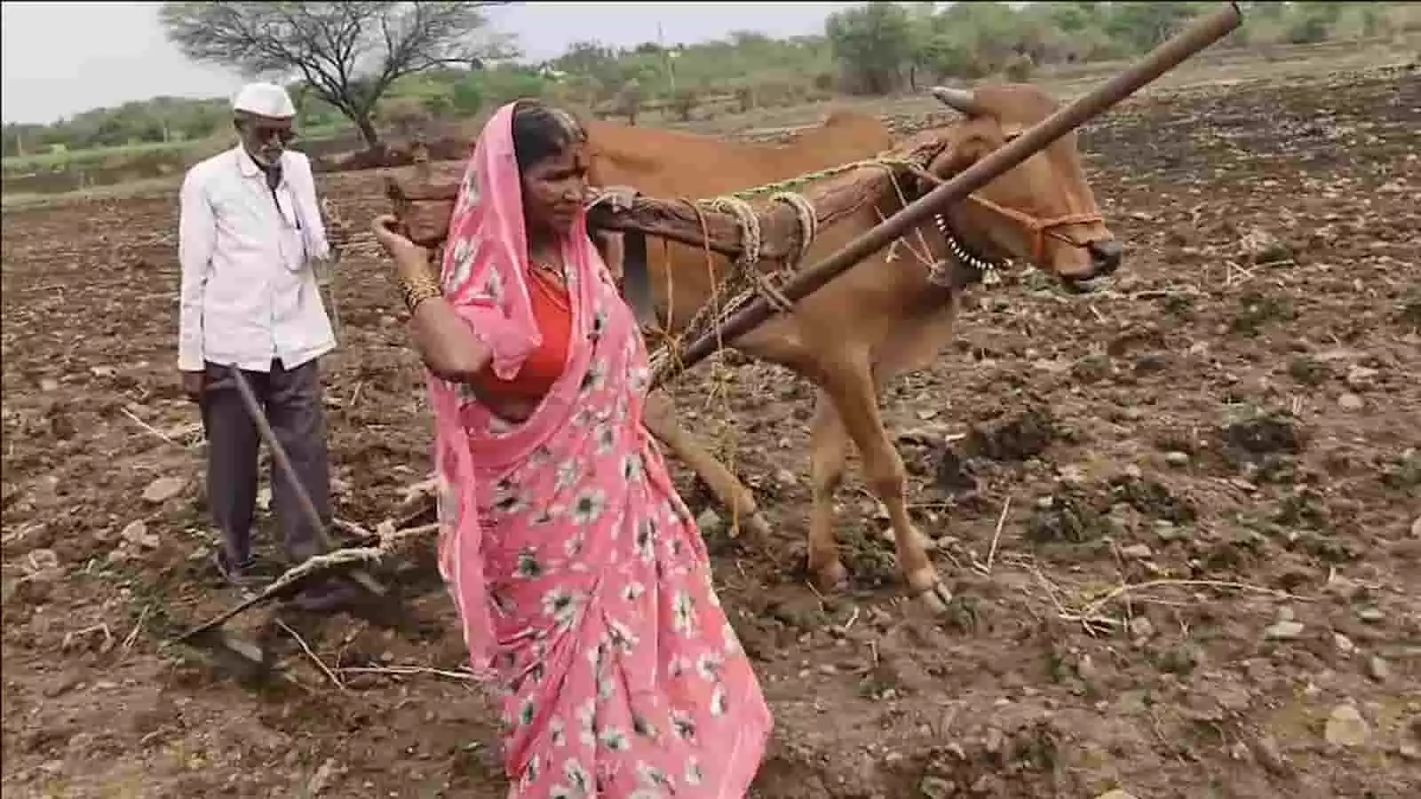 लातूर के खेत में बैल और हल के साथ पारंपरिक खेती करते बुजुर्ग महिला और पुरुष लातूर के खेत में बैल और हल के साथ पारंपरिक खेती करते बुजुर्ग महिला और पुरुष