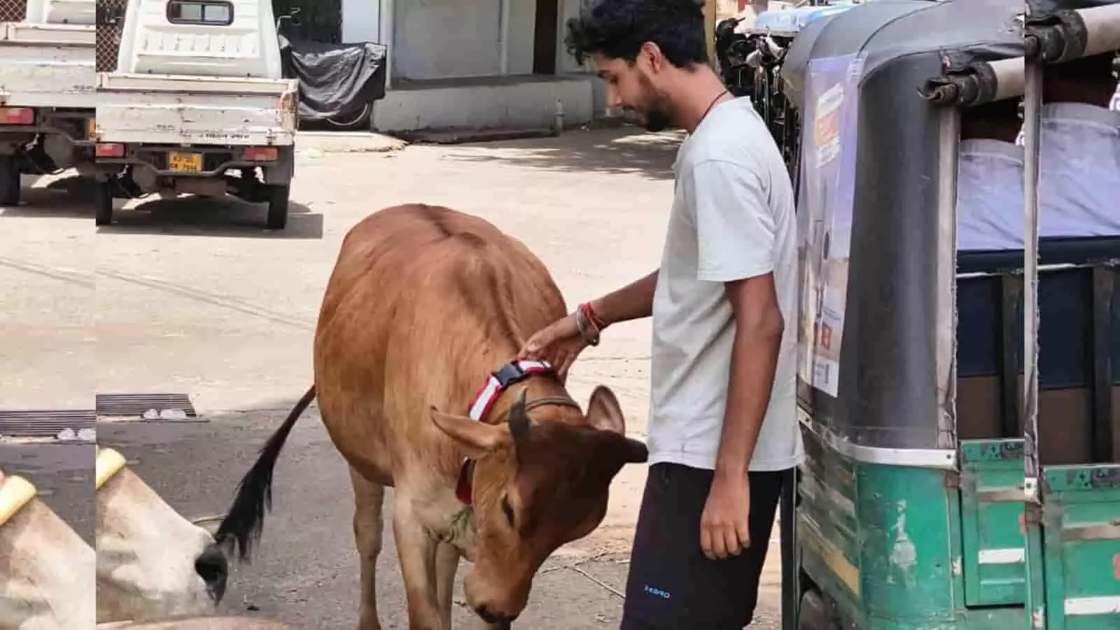 कोटा की सड़क पर एक युवक आवारा गाय के गले में दुर्घटनाओं से बचाव के लिए रेडियम रिफ्लेक्टिव बेल्ट बांध रहा है। कोटा की सड़क पर एक युवक आवारा गाय के गले में दुर्घटनाओं से बचाव के लिए रेडियम रिफ्लेक्टिव बेल्ट बांध रहा है।