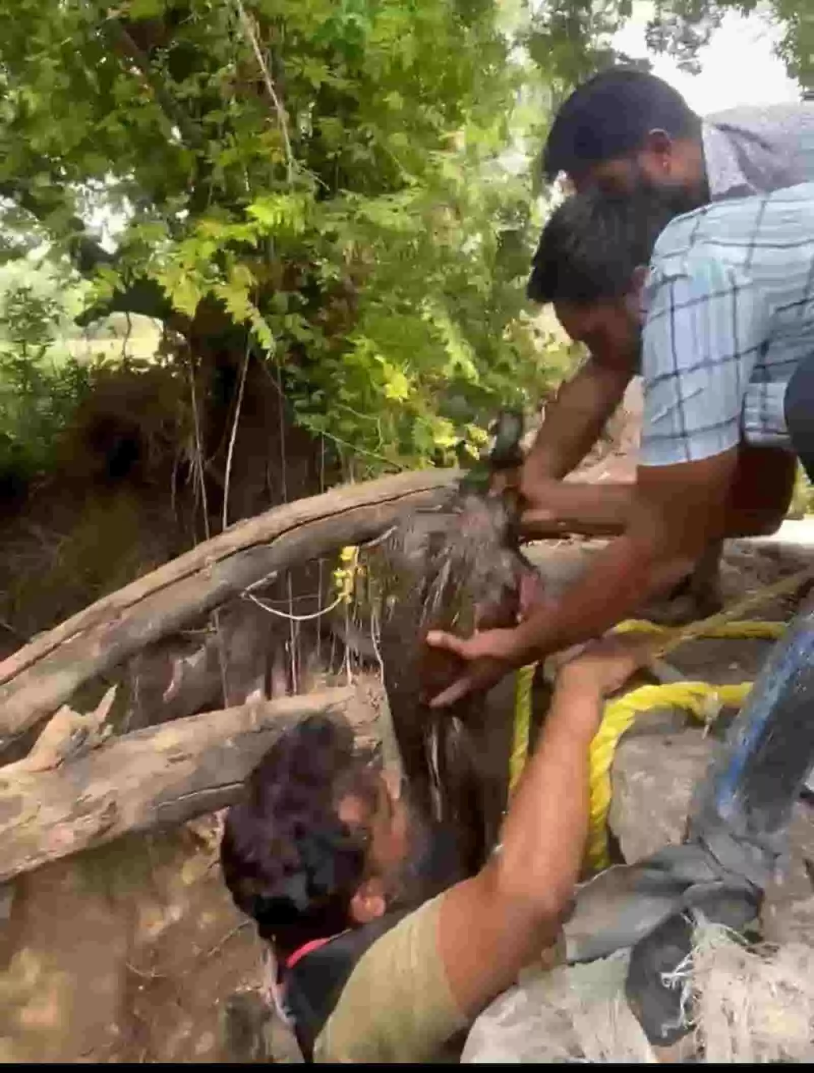 तस्वीर में कुछ लोग एक कुएं या गड्ढे के किनारे खड़े होकर नीचे झुके हुए एक पक्षी को रस्सियों के सहारे ऊपर खींचने और रेस्क्यू करने का प्रयास करते हुए दिख रहे हैं। तस्वीर में कुछ लोग एक कुएं या गड्ढे के किनारे खड़े होकर नीचे झुके हुए एक पक्षी को रस्सियों के सहारे ऊपर खींचने और रेस्क्यू करने का प्रयास करते हुए दिख रहे हैं।