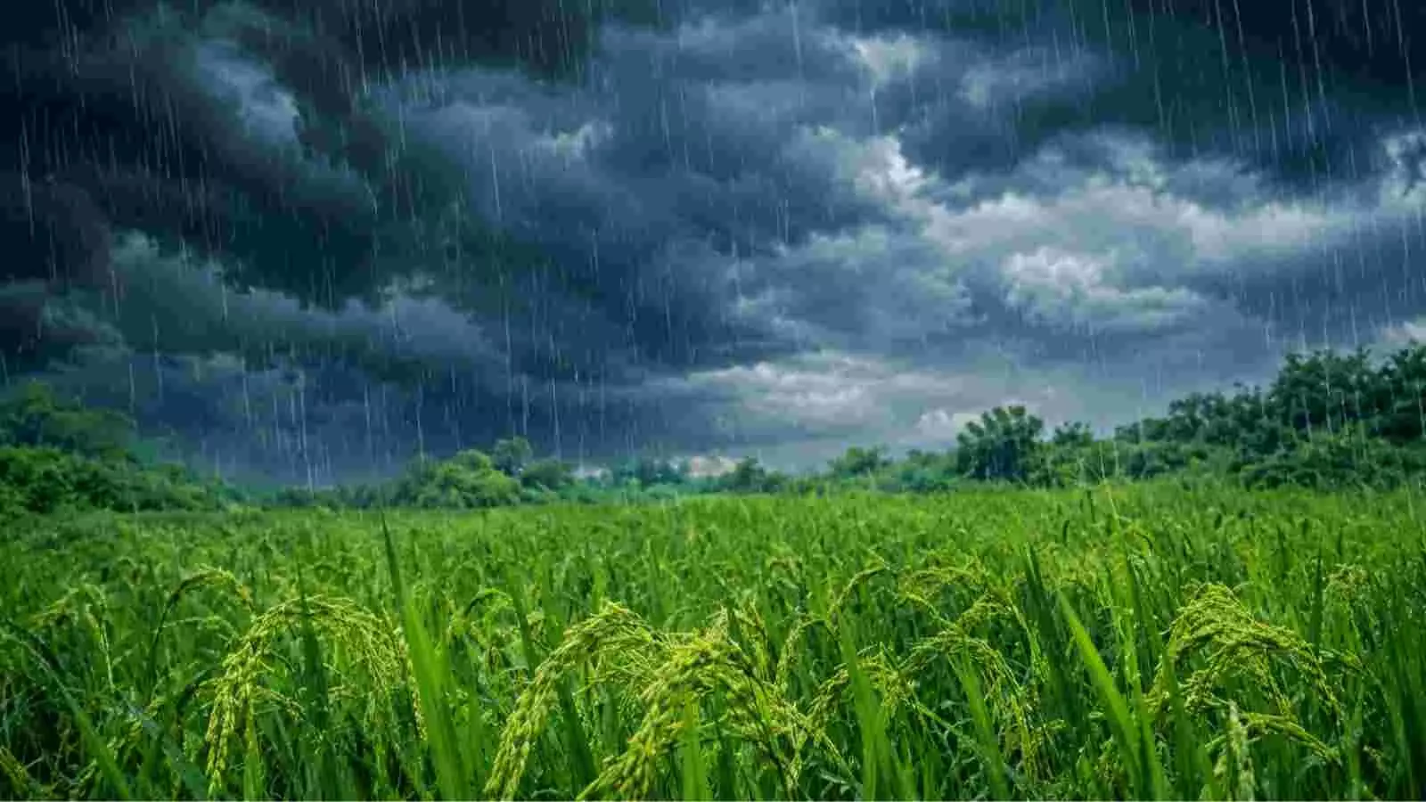 आसमान में छाए घने काले बादलों के बीच खेतों में पानी बरसाती हुई मूसलाधार बारिश। आसमान में छाए घने काले बादलों के बीच खेतों में पानी बरसाती हुई मूसलाधार बारिश।