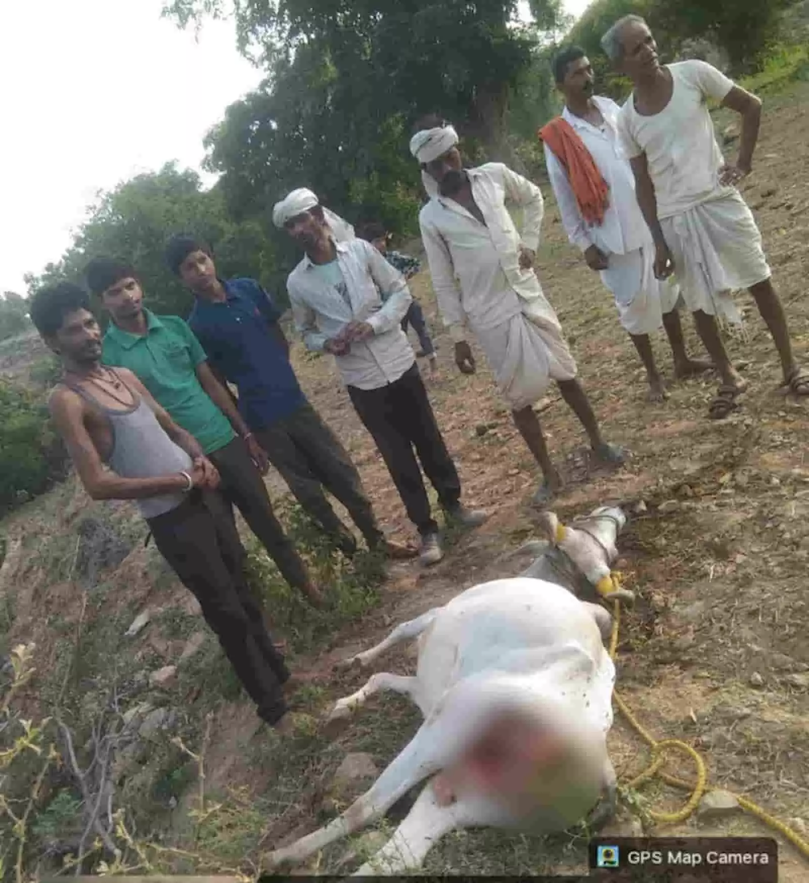 तस्वीर में ग्रामीण लसाड़िया के पलापली गांव में पैंथर द्वारा मारे गए बैल को देख रहे हैं।
