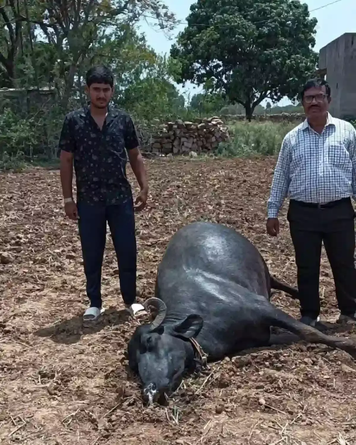 तस्वीर में मृत भैंस के पास मौजूद लोग बेगूं में विद्युत लाइन टूटने के बाद। तस्वीर में मृत भैंस के पास मौजूद लोग बेगूं में विद्युत लाइन टूटने के बाद।