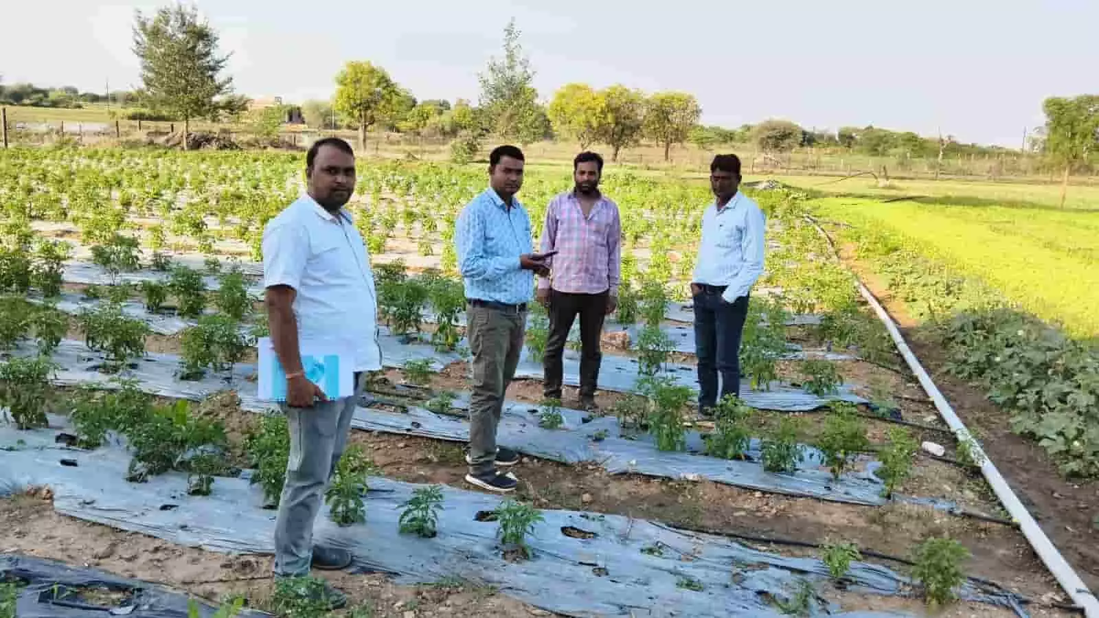 सवाई माधोपुर के खेत में ड्रिप सिंचाई तकनीक और मल्चिंग का निरीक्षण करते अधिकारी और किसान। सवाई माधोपुर के खेत में ड्रिप सिंचाई तकनीक और मल्चिंग का निरीक्षण करते अधिकारी और किसान।