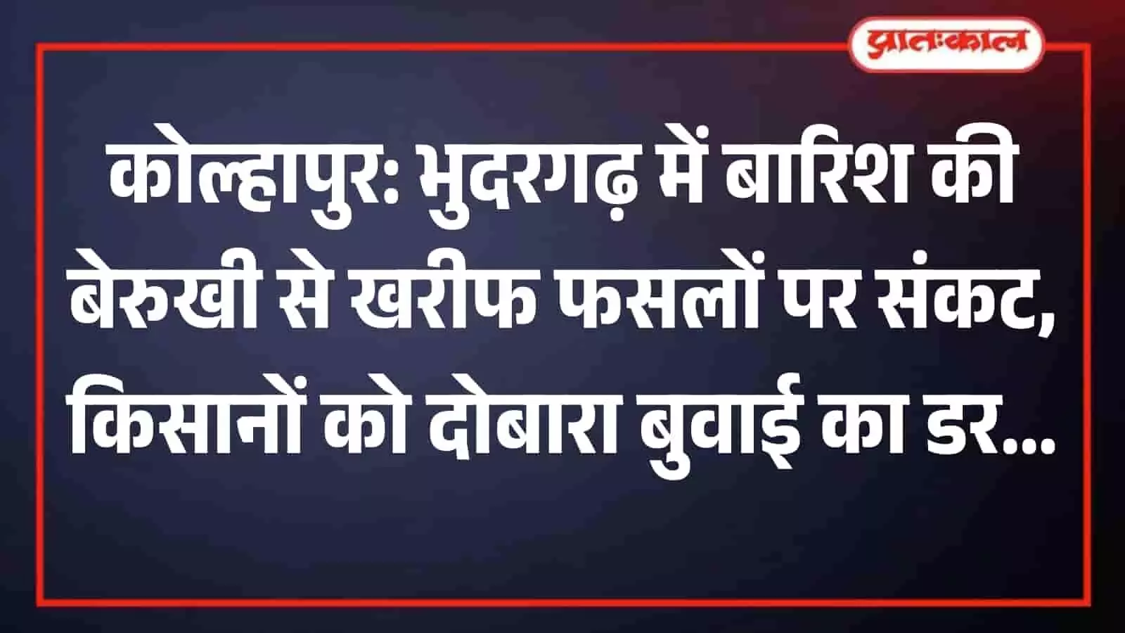 कोल्हापुर के भुदरगढ़ में बारिश की कमी से सूखे खेतों में खड़ी धान की खरीफ फसल दिखाई दे रही है। कोल्हापुर के भुदरगढ़ में बारिश की कमी से सूखे खेतों में खड़ी धान की खरीफ फसल दिखाई दे रही है।