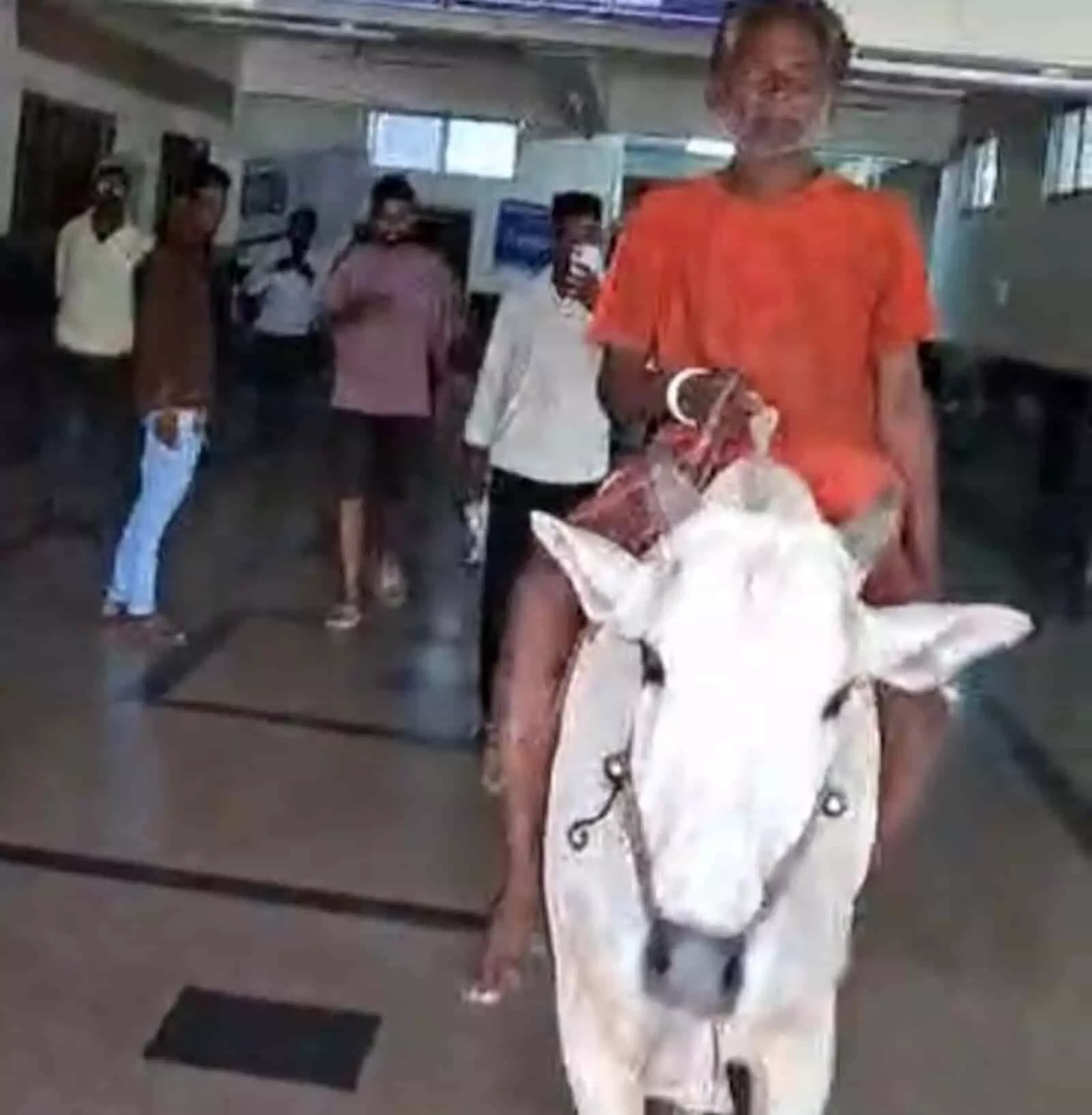 तस्वीर में गोरेगांव का एक किसान कर्जमाफी की मांग के लिए राजुरा तहसील कार्यालय में बैल पर बैठा दिख रहा है।