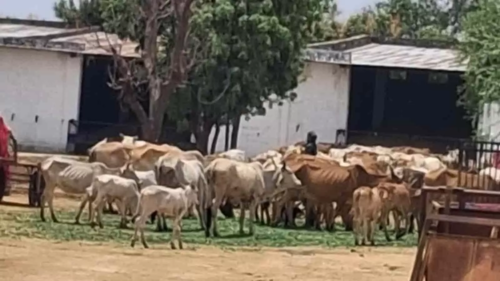 गौशाला के मैदान में गायों का झुंड चारा खाते हुए सेवा कार्य के दौरान। गौशाला के मैदान में गायों का झुंड चारा खाते हुए सेवा कार्य के दौरान।