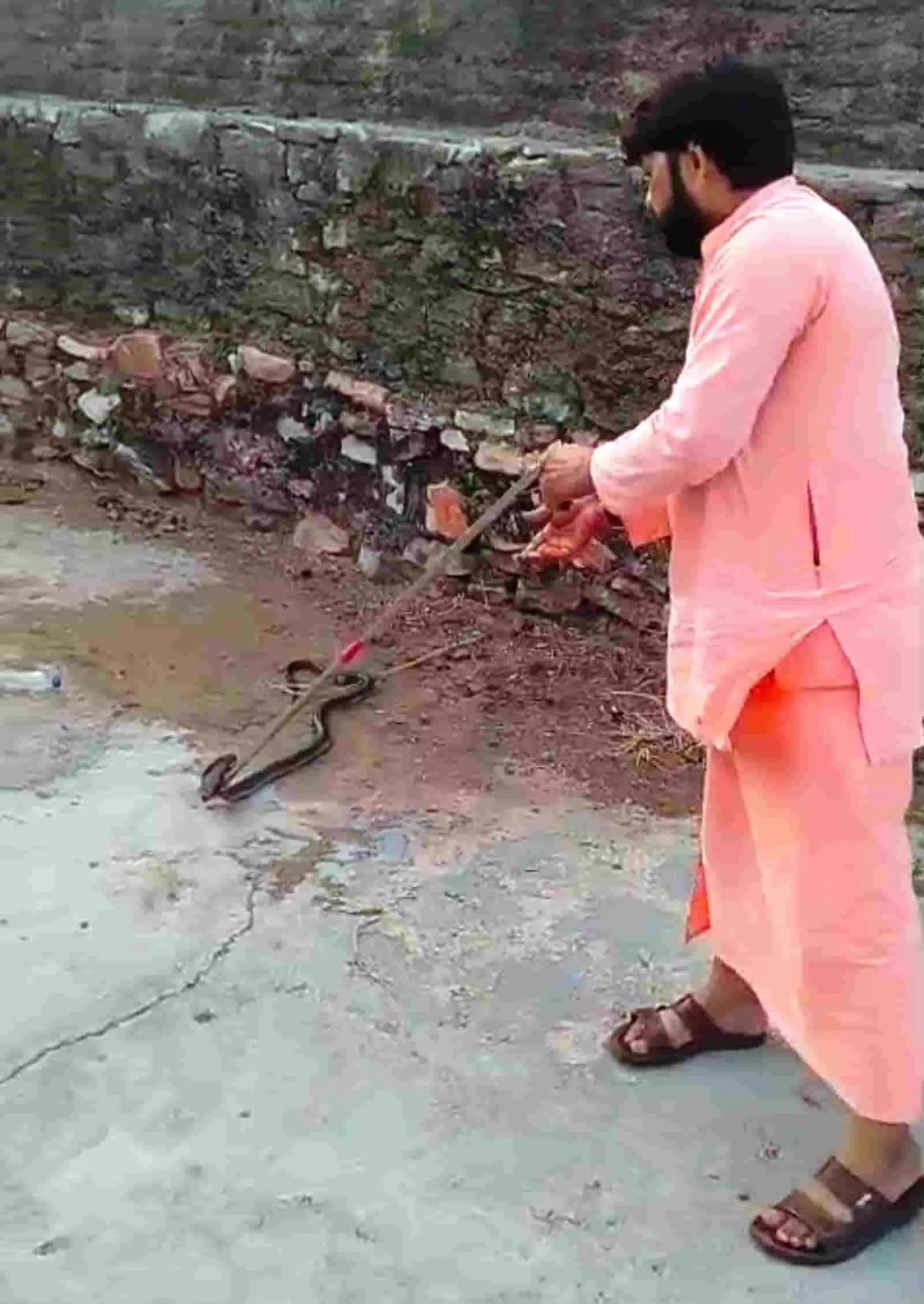 कालिका माता मंदिर परिसर में लोहे की छड़ से कोबरा सांप का रेस्क्यू करते पुजारी लाल सिंह।