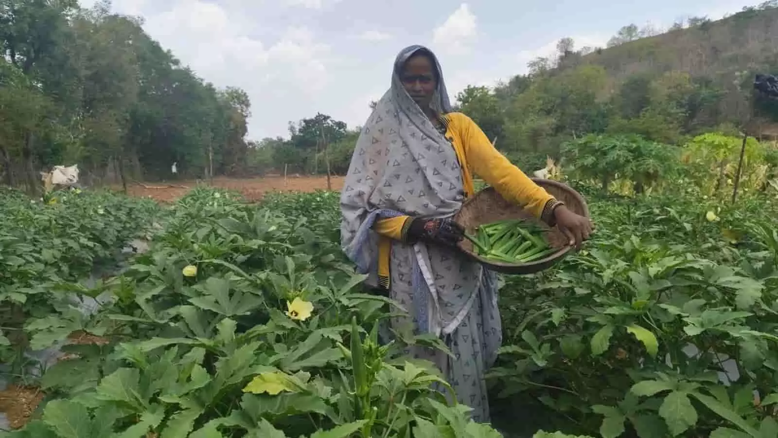 महिला किसान अपने खेत में टोकरी में भिंडी लेकर खड़ी हुई है। महिला किसान अपने खेत में टोकरी में भिंडी लेकर खड़ी हुई है।