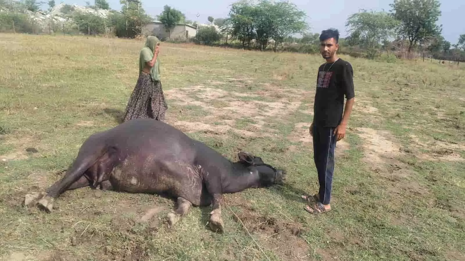 खेत में मृत भैंस के पास एक युवक और महिला रायपुरिया गांव में खड़े हैं।
