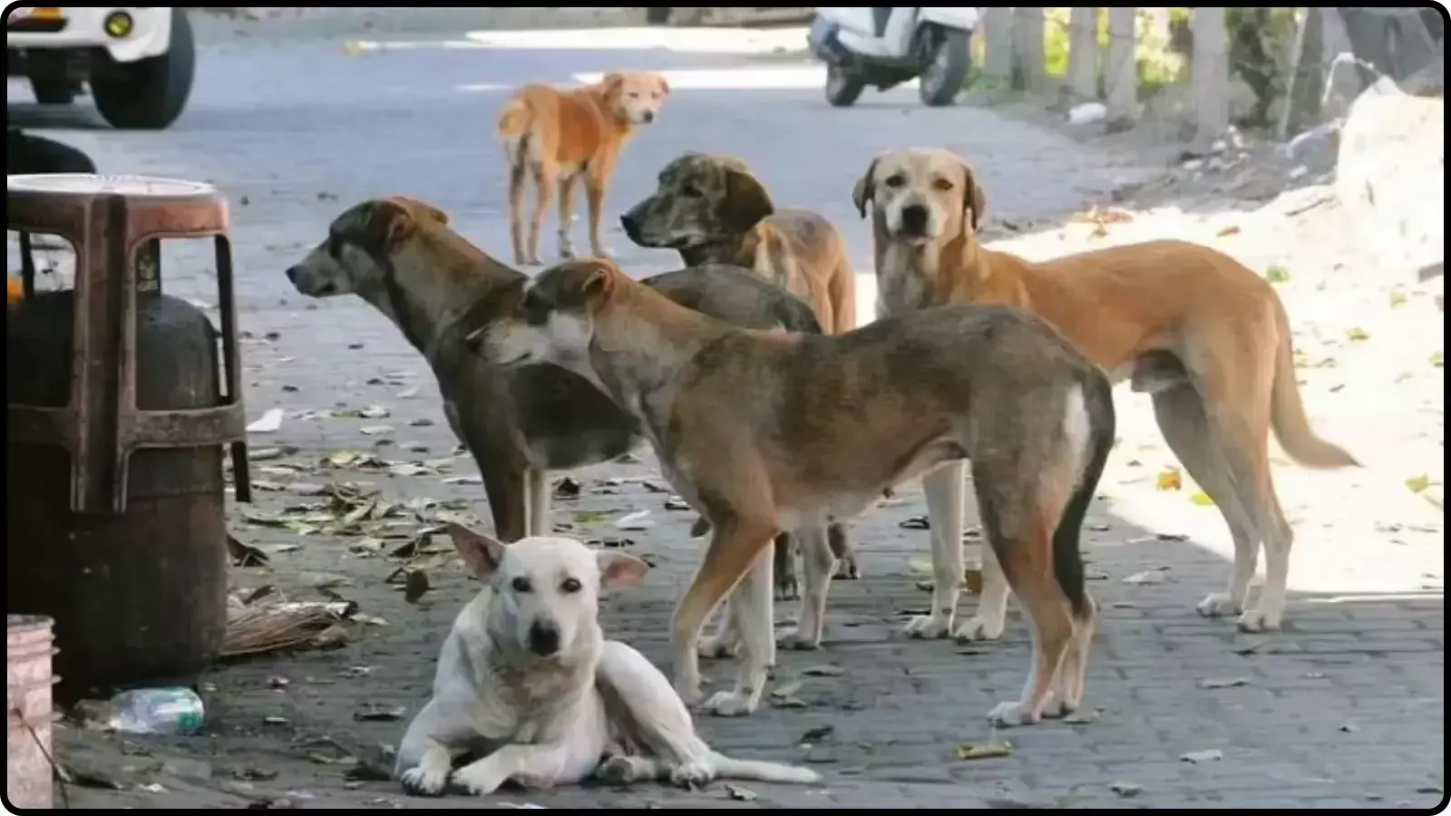 सड़क पर बैठे और खड़े कई आवारा कुत्ते सार्वजनिक सुरक्षा और केंद्र के नए निर्देशों के संदर्भ में।