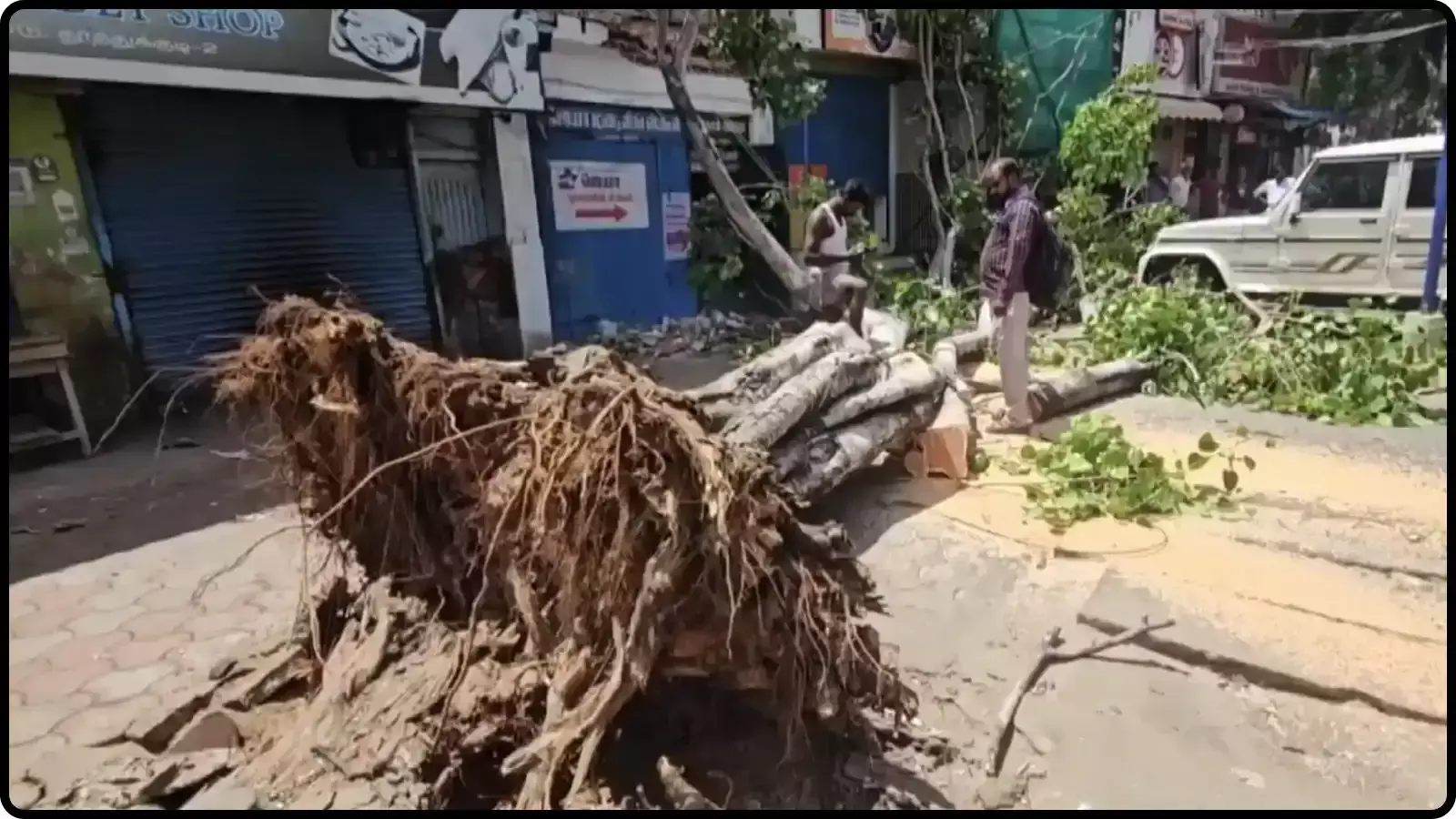 जड़ से उखड़ा हुआ एक विशाल पेड़ और खड़े हुए लोग थूथुकुडी में सड़क सफाई के संदर्भ में दिख रहे हैं। जड़ से उखड़ा हुआ एक विशाल पेड़ और खड़े हुए लोग थूथुकुडी में सड़क सफाई के संदर्भ में दिख रहे हैं।