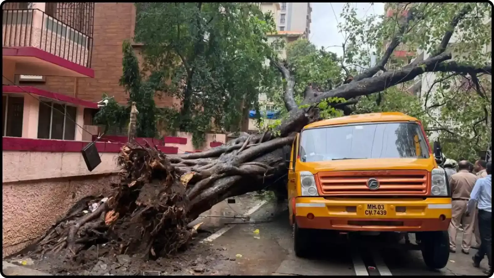 बस पर गिरा हुआ पेड़ और खड़े लोग चेंबूर में हुए हादसे के संदर्भ में। बस पर गिरा हुआ पेड़ और खड़े लोग चेंबूर में हुए हादसे के संदर्भ में।