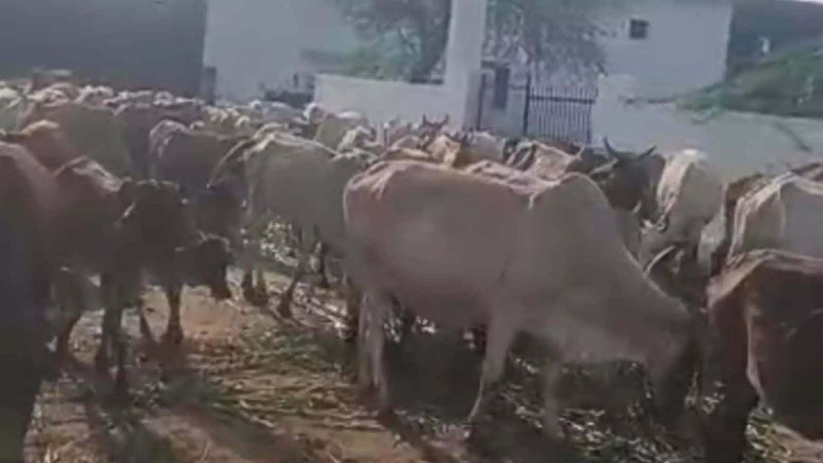तस्वीर में दिख रही गाएं आमेट की जयसिंह श्याम गोशाला परिसर में हरा घास खा रही हैं।