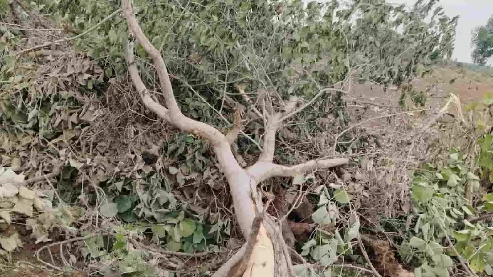 जमीन पर कटा और उखड़ा हुआ पेड़ मुंडियर गांव में अवैध कटाई के संदर्भ में दिख रहा है।